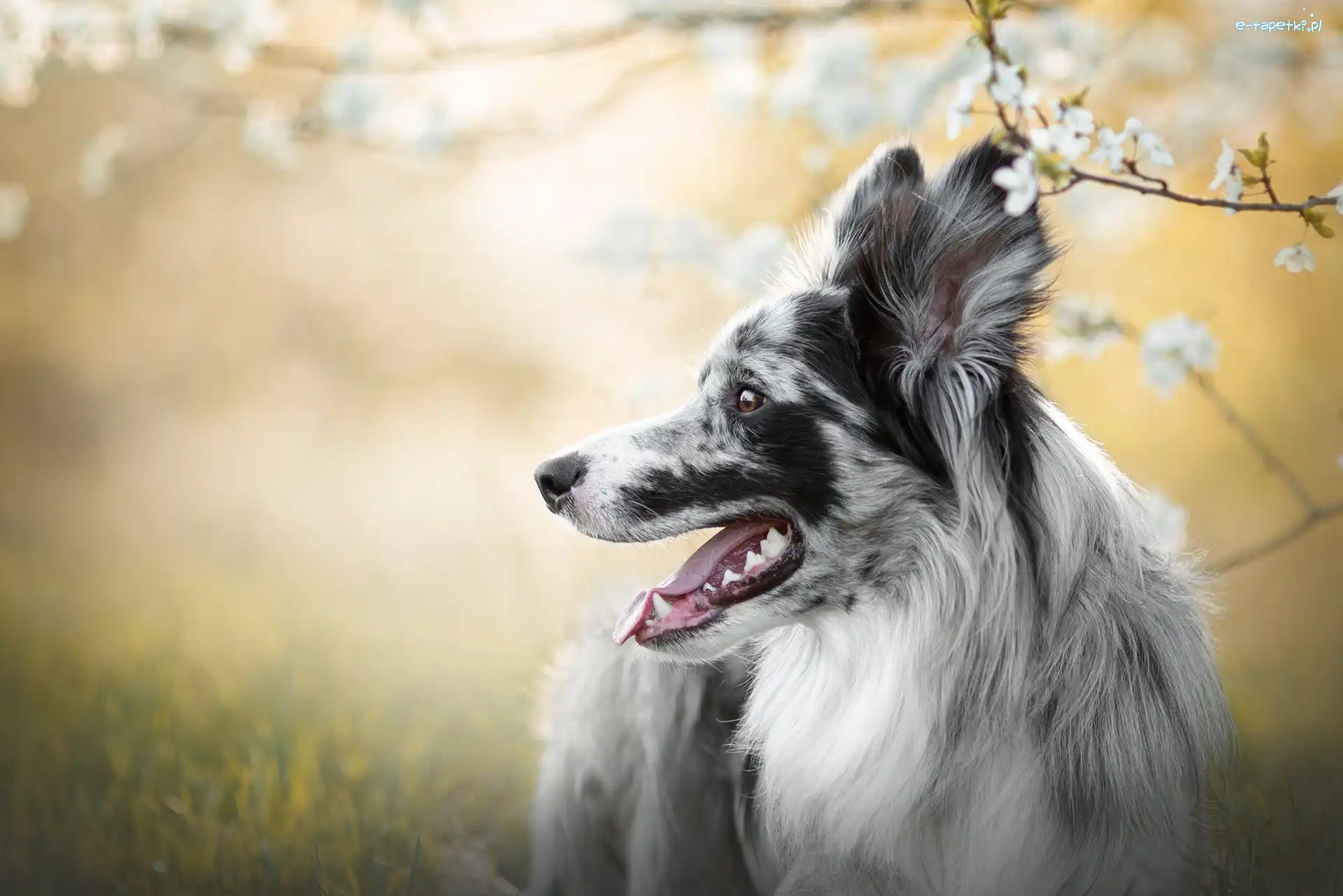Border collie, Blue-merle, Umaszczenie, Pies