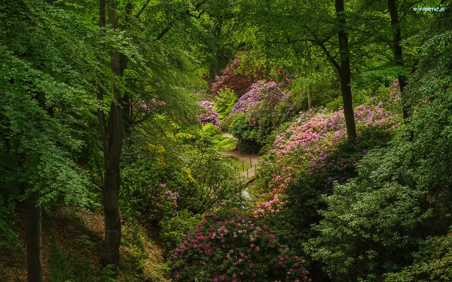 Drzewa, Różaneczniki, Rododendrony, Park