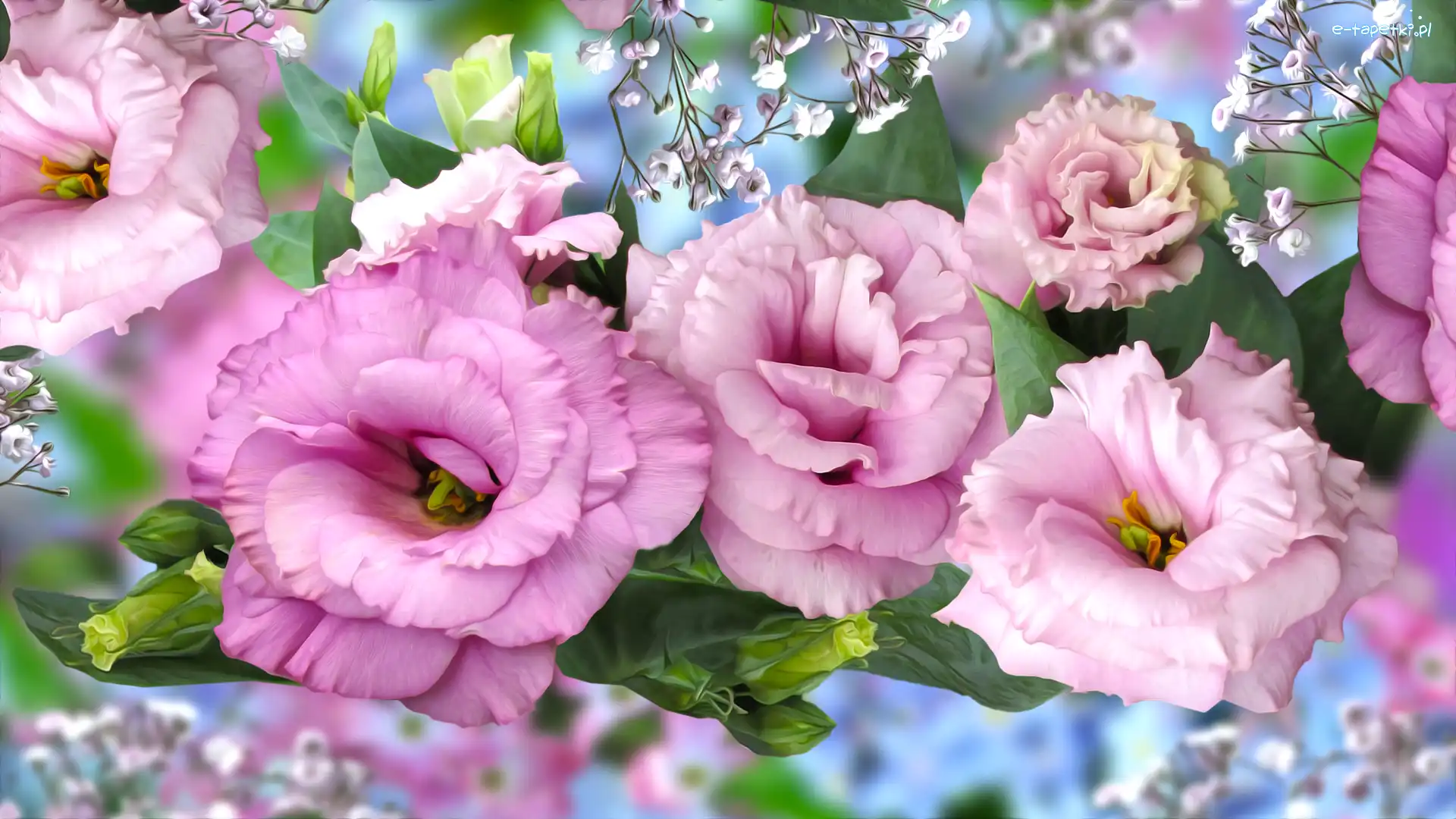 Grafika, Eustoma, Kwiaty