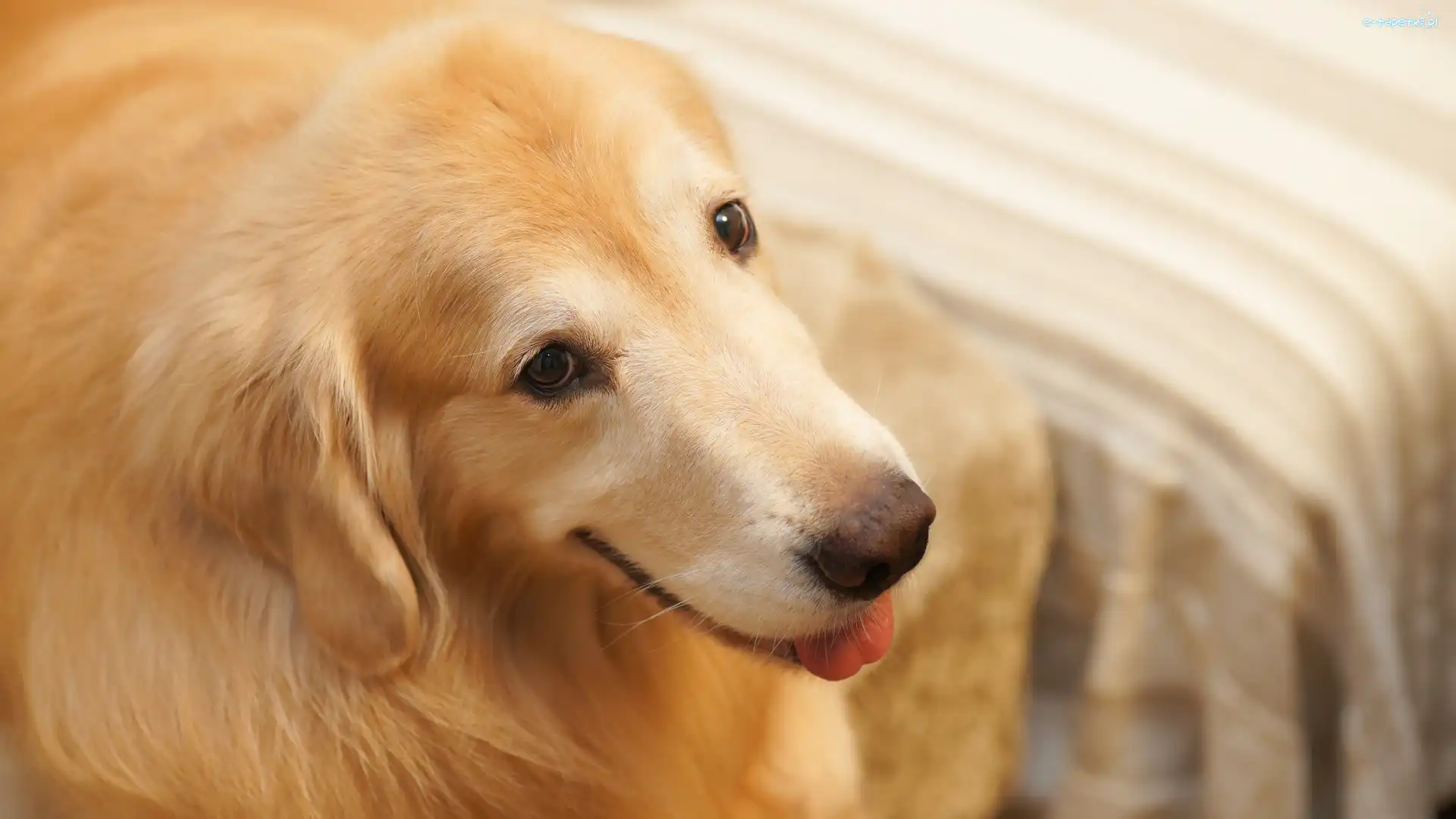 Pies, Zbliżenie, Golden retriever, Tło, Rozmyte