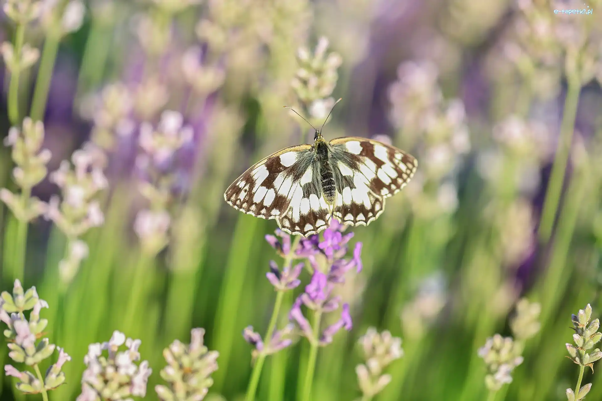 Lawenda, Polowiec szachownica, Motyl