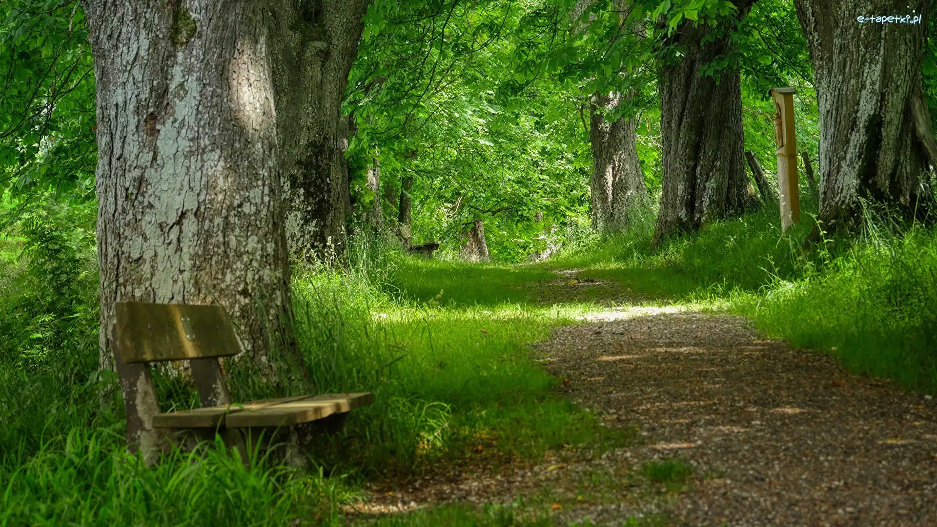 Park, Drewniana, Drzewa, Droga, Ławka