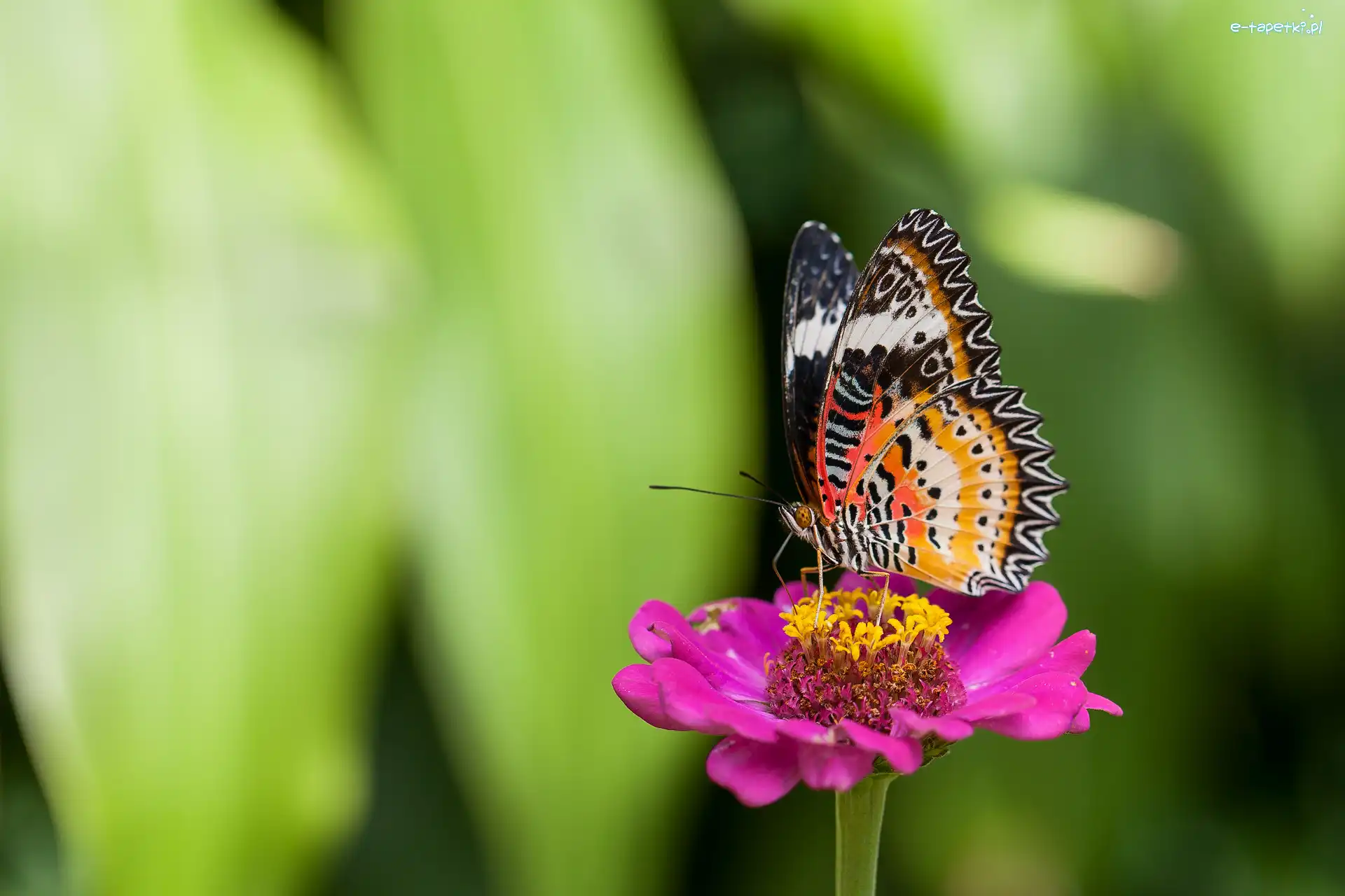 Cynia, Motyl, Kolorowy, Kwiat