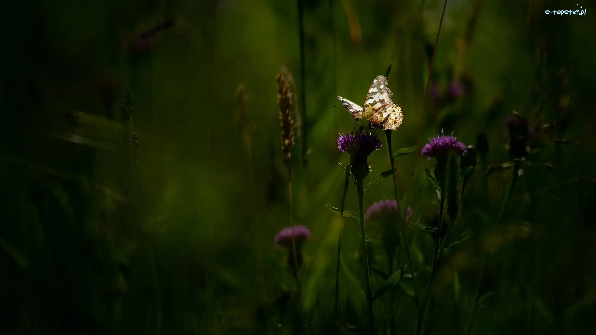 Motyl, Ostrożeń, Kwiaty