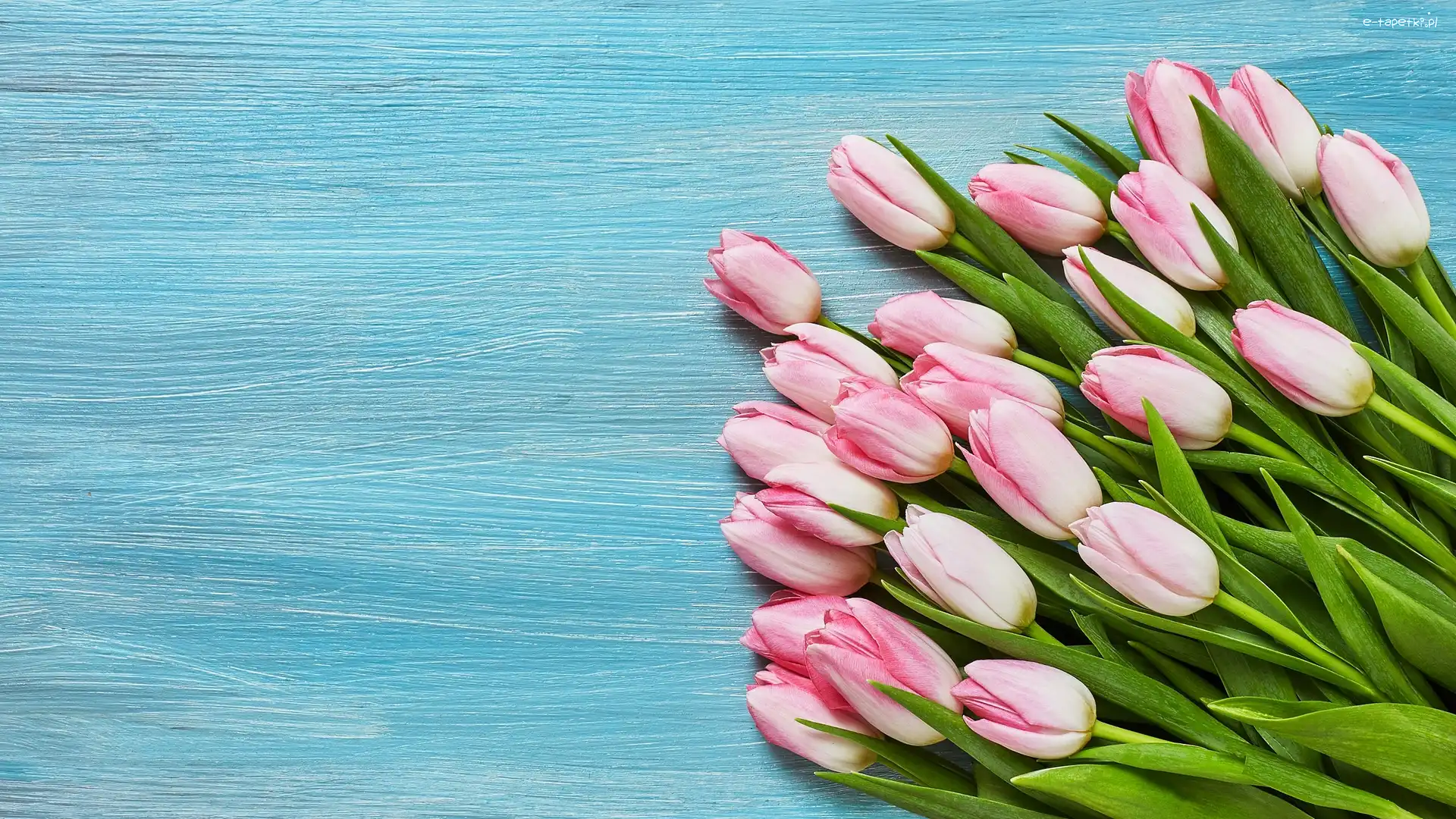 Tulipany, Tło, Niebieskie, Jasnoróżowe