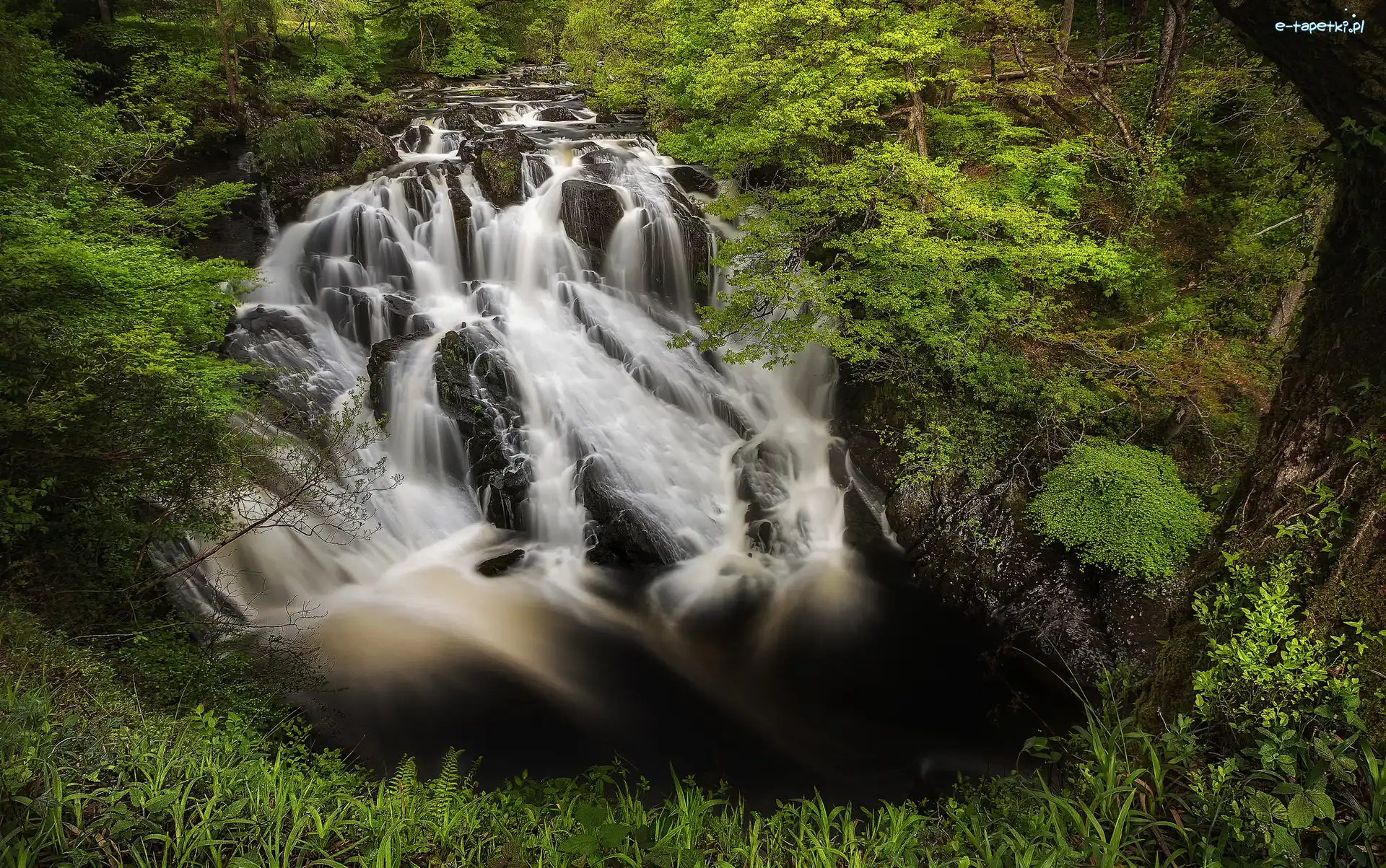 Wielka Brytania, Drzewa, Skały, Las, Wodospad Swallow Falls, Walia, Park Narodowy Snowdonia