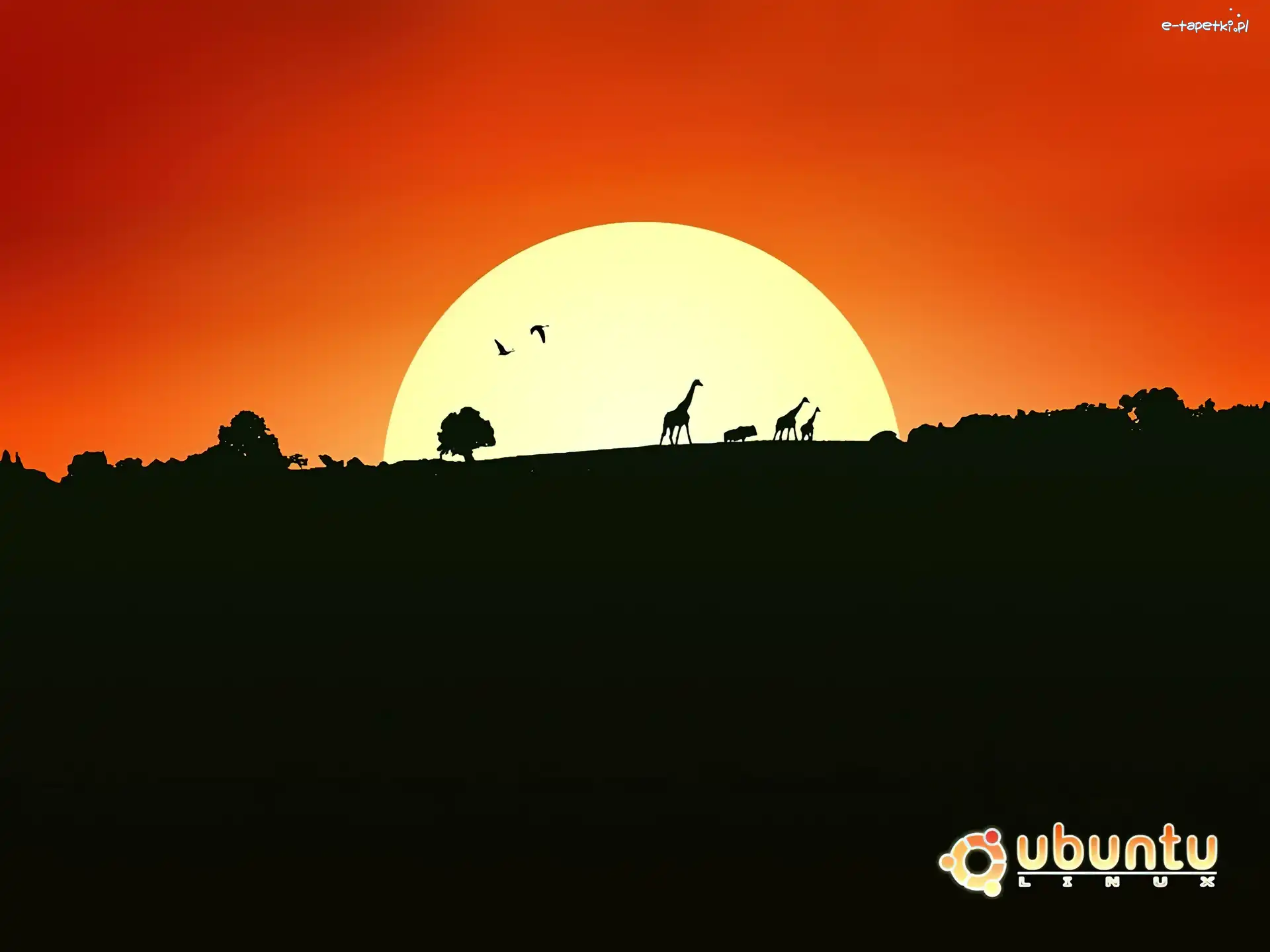 afryka, krąg, symbol, słońce, ludzie, Ubuntu