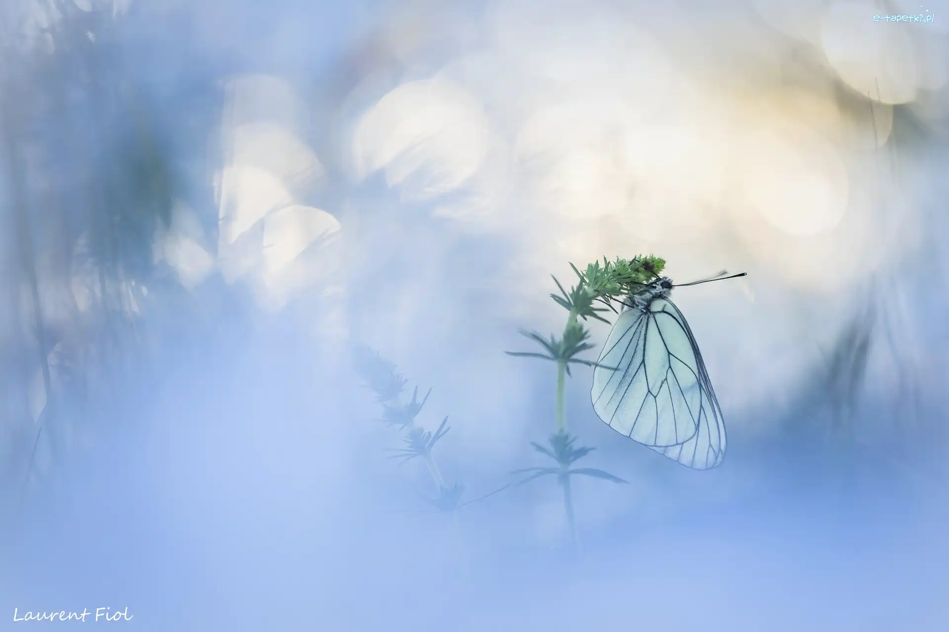 Niestrzęp głogowiec, Rozmyte tło, Roślina, Motyl
