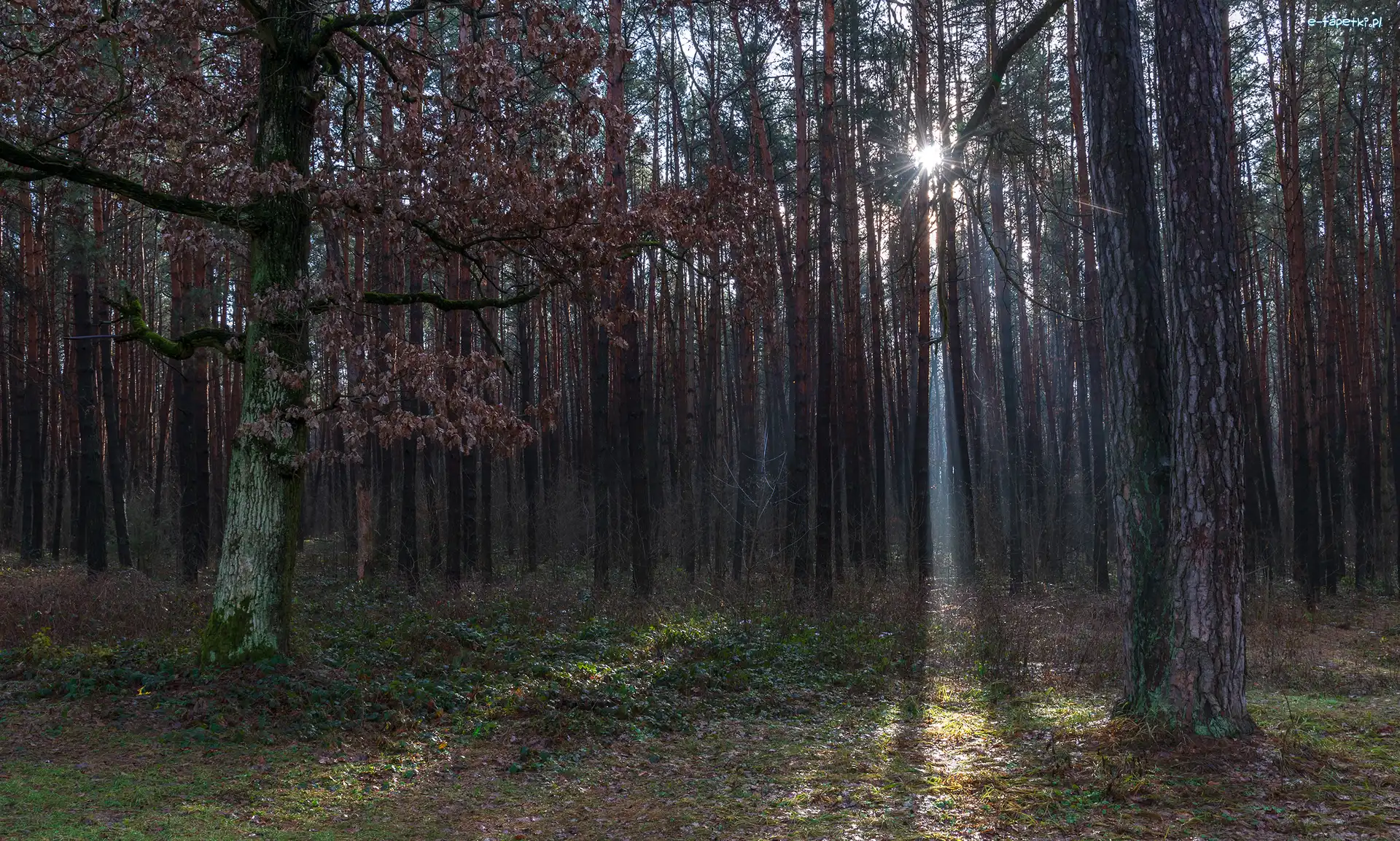 Las, Liście, Drzewa, Promienie słońca, Jesień