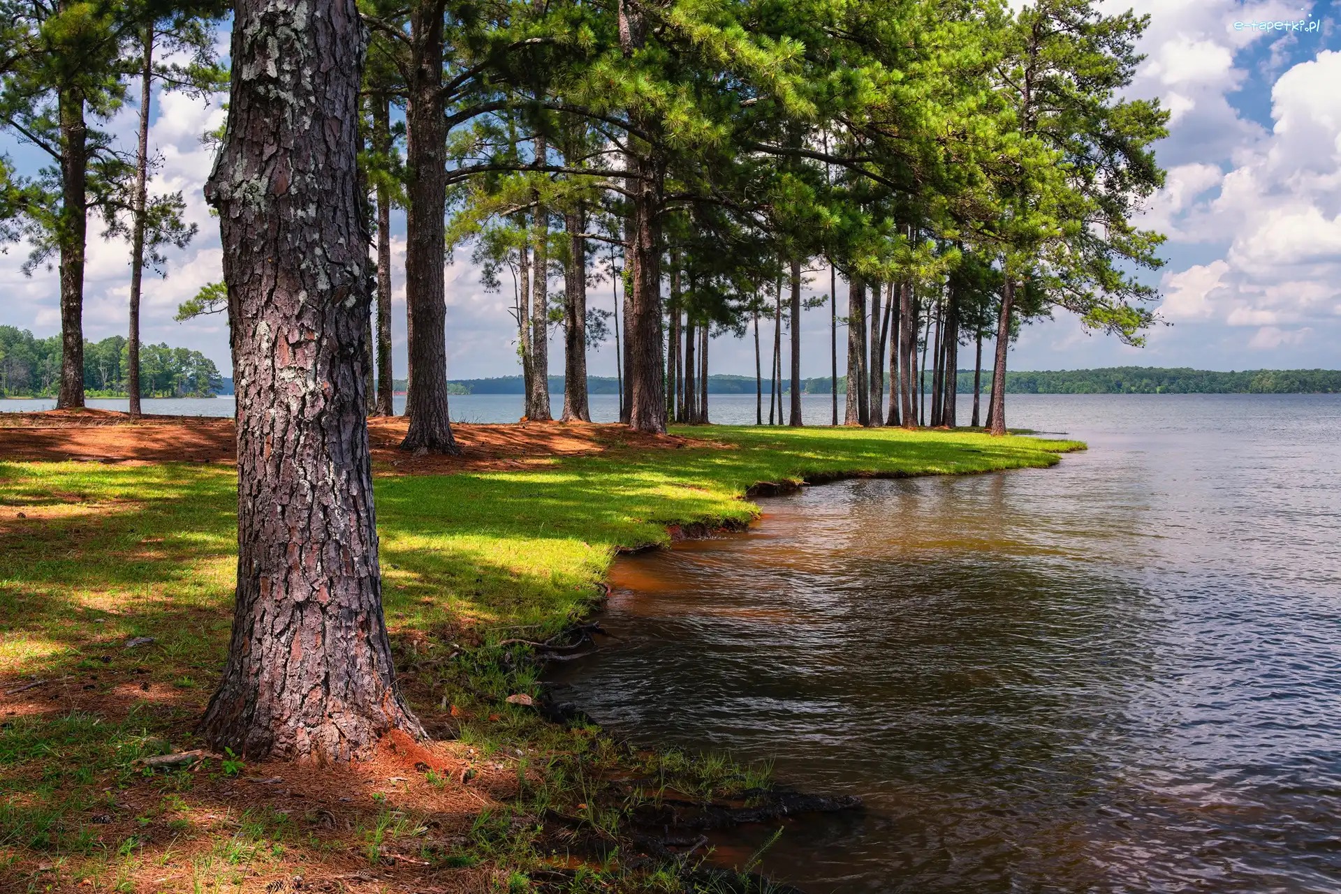 Floryda, West Point Lake, A.L. Anderson Park, Stany Zjednoczone, Jezioro, Drzewa