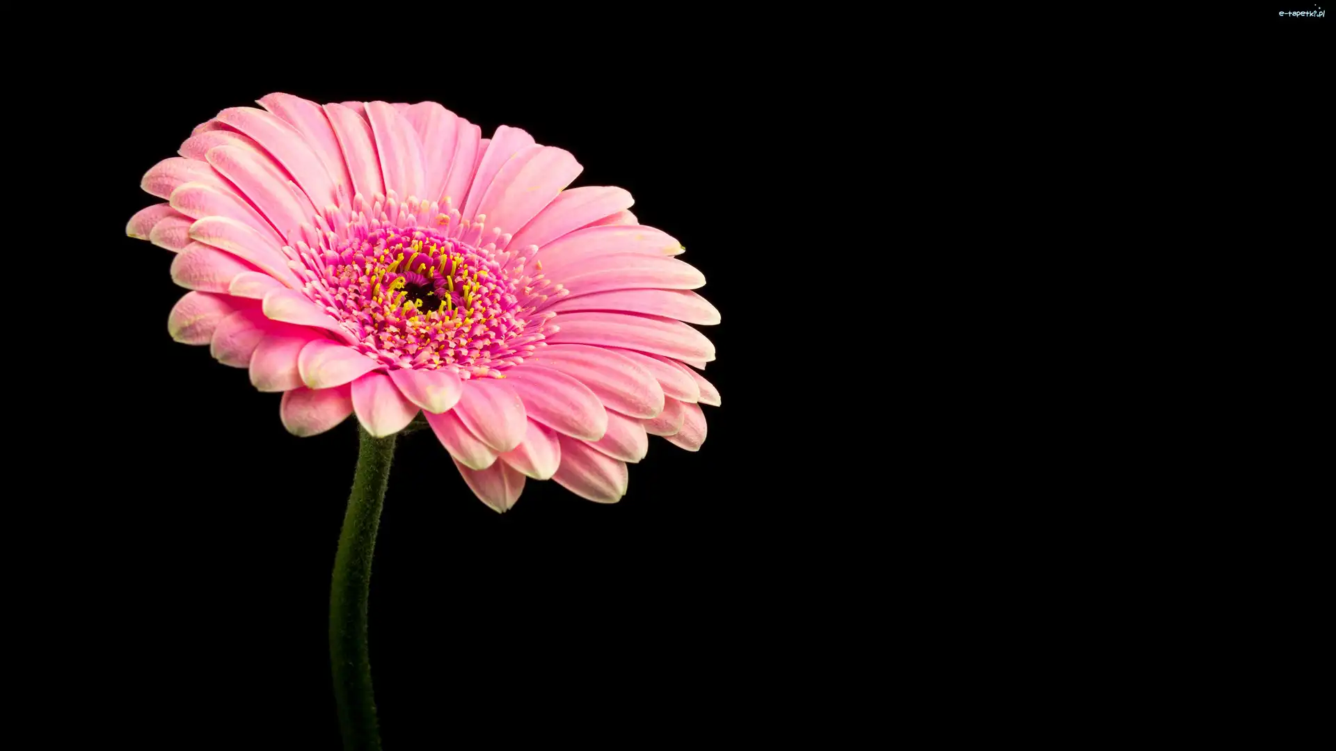 Różowa, Czarne tło, Gerbera, Kwiat