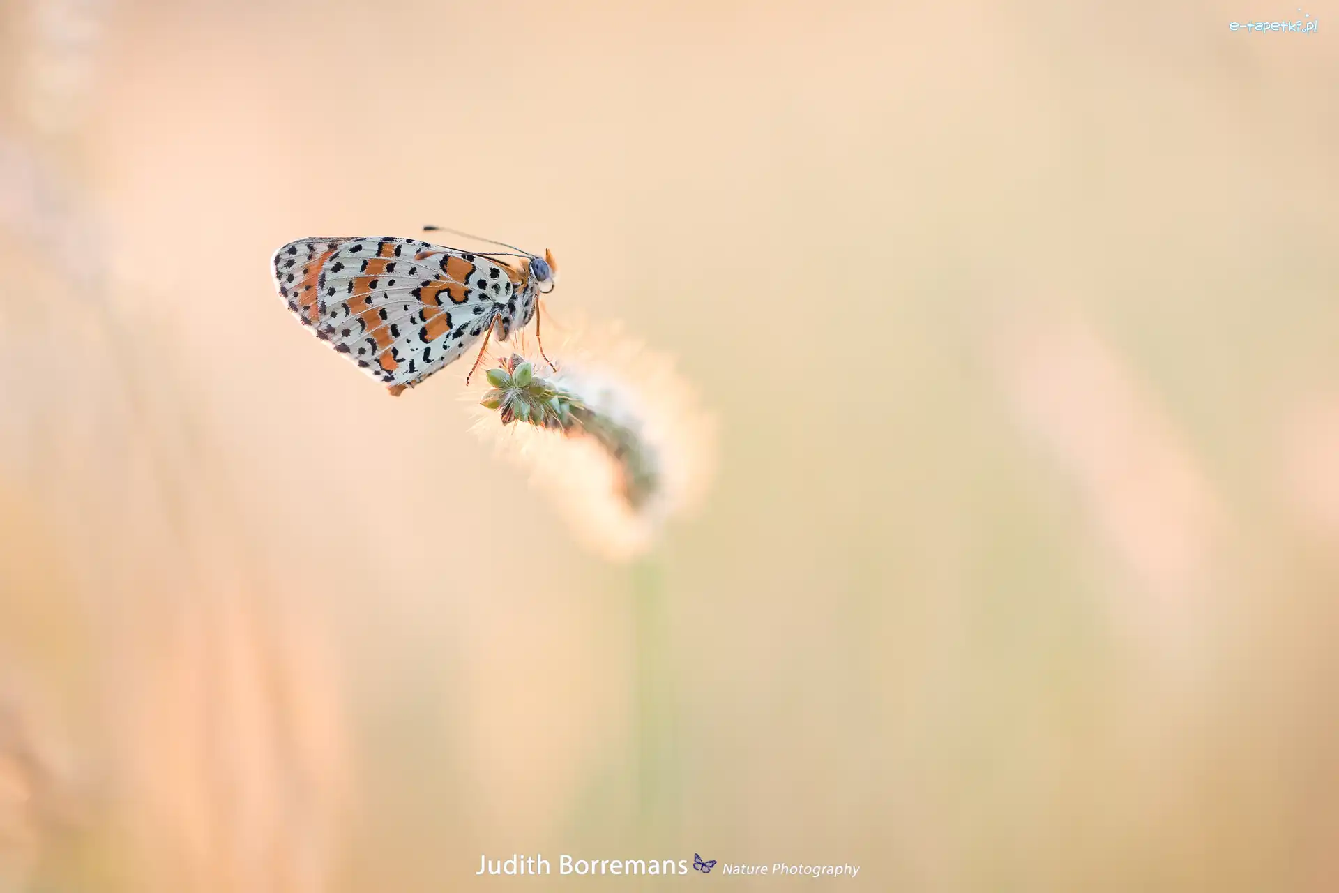 Przeplatka didyma, Trawy, Żdźbło, Motyl