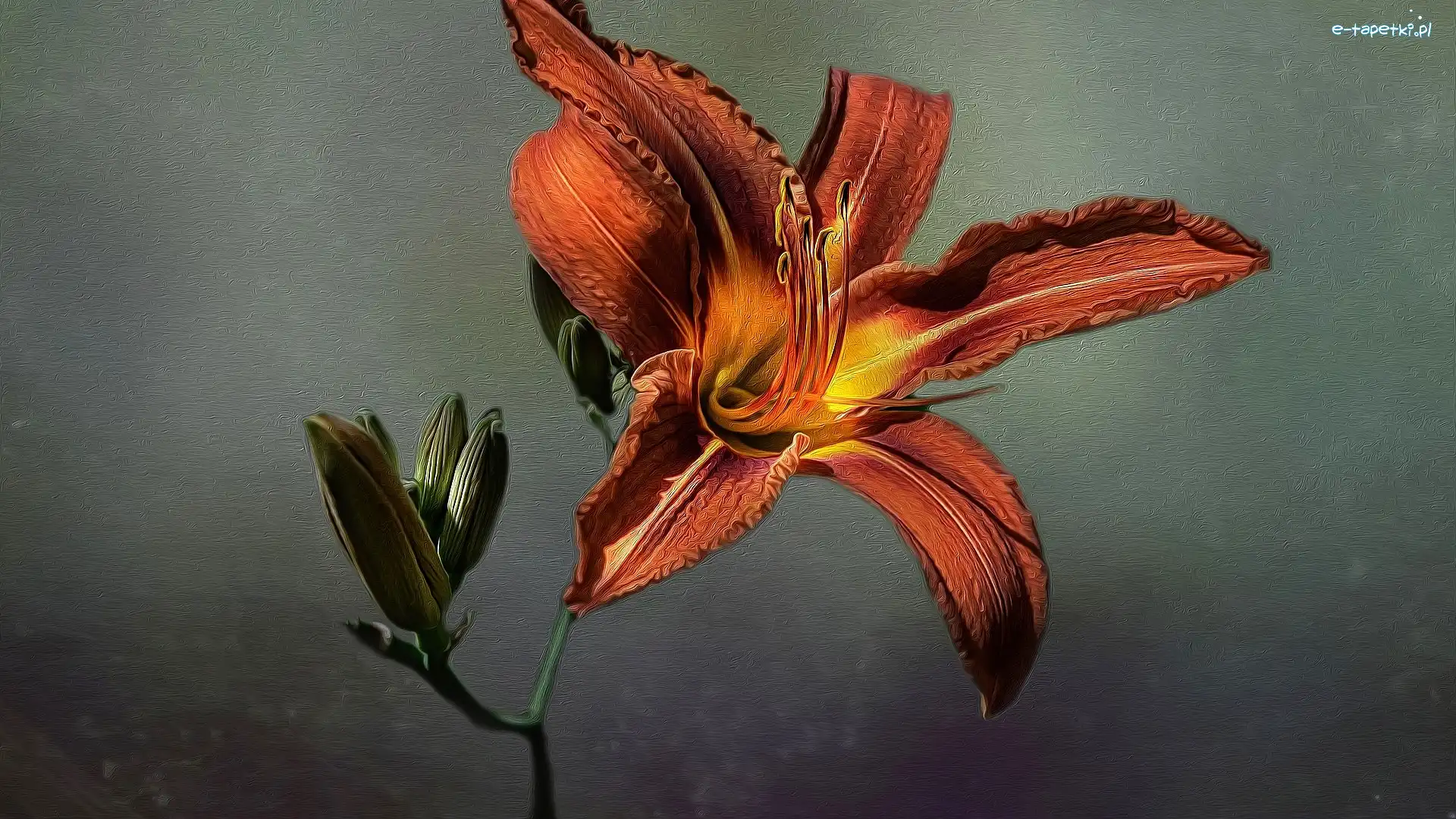 Grafika, Lilia tygrysia