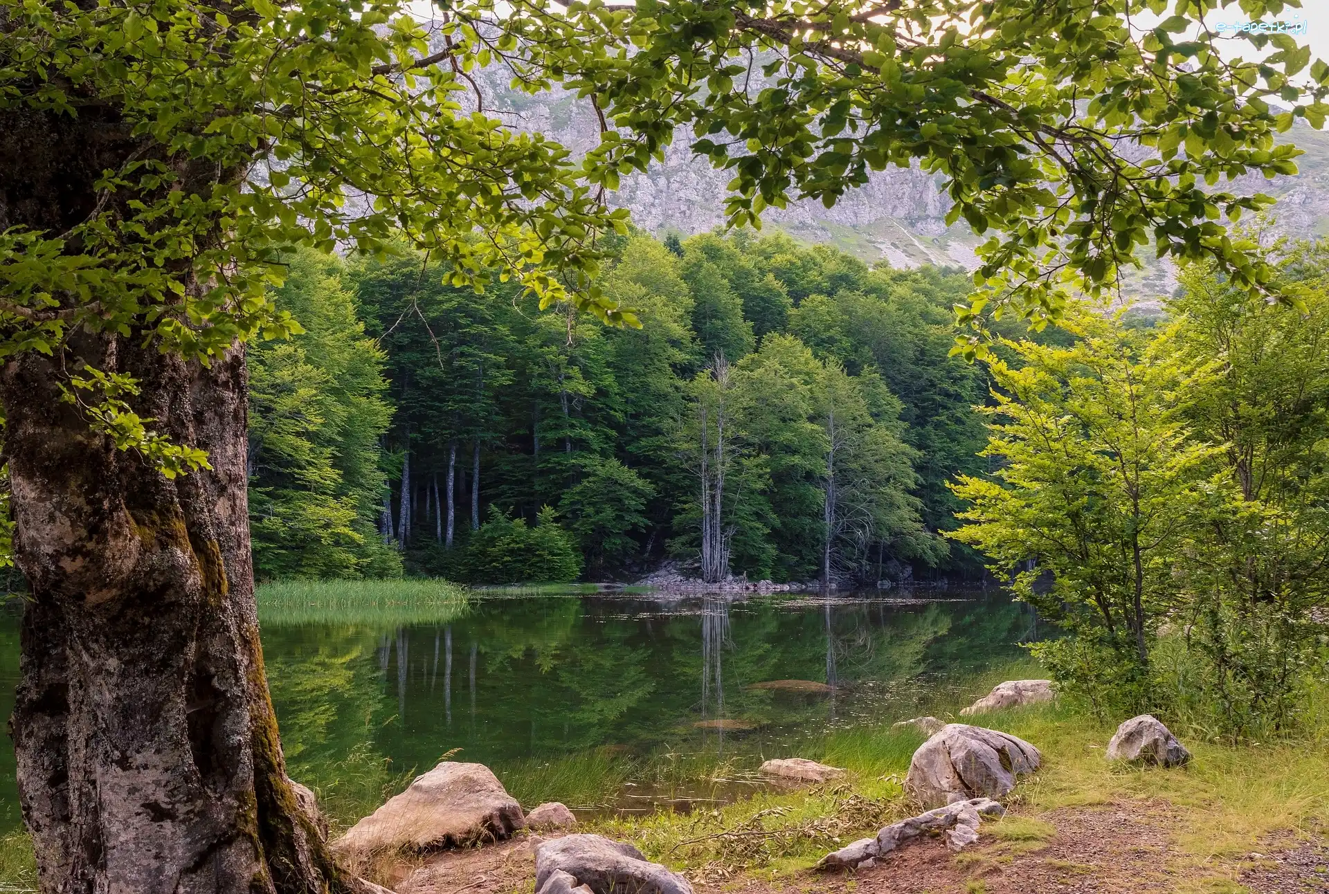 Kamienie, Las, Drzewa, Lato, Jezioro, Leśne