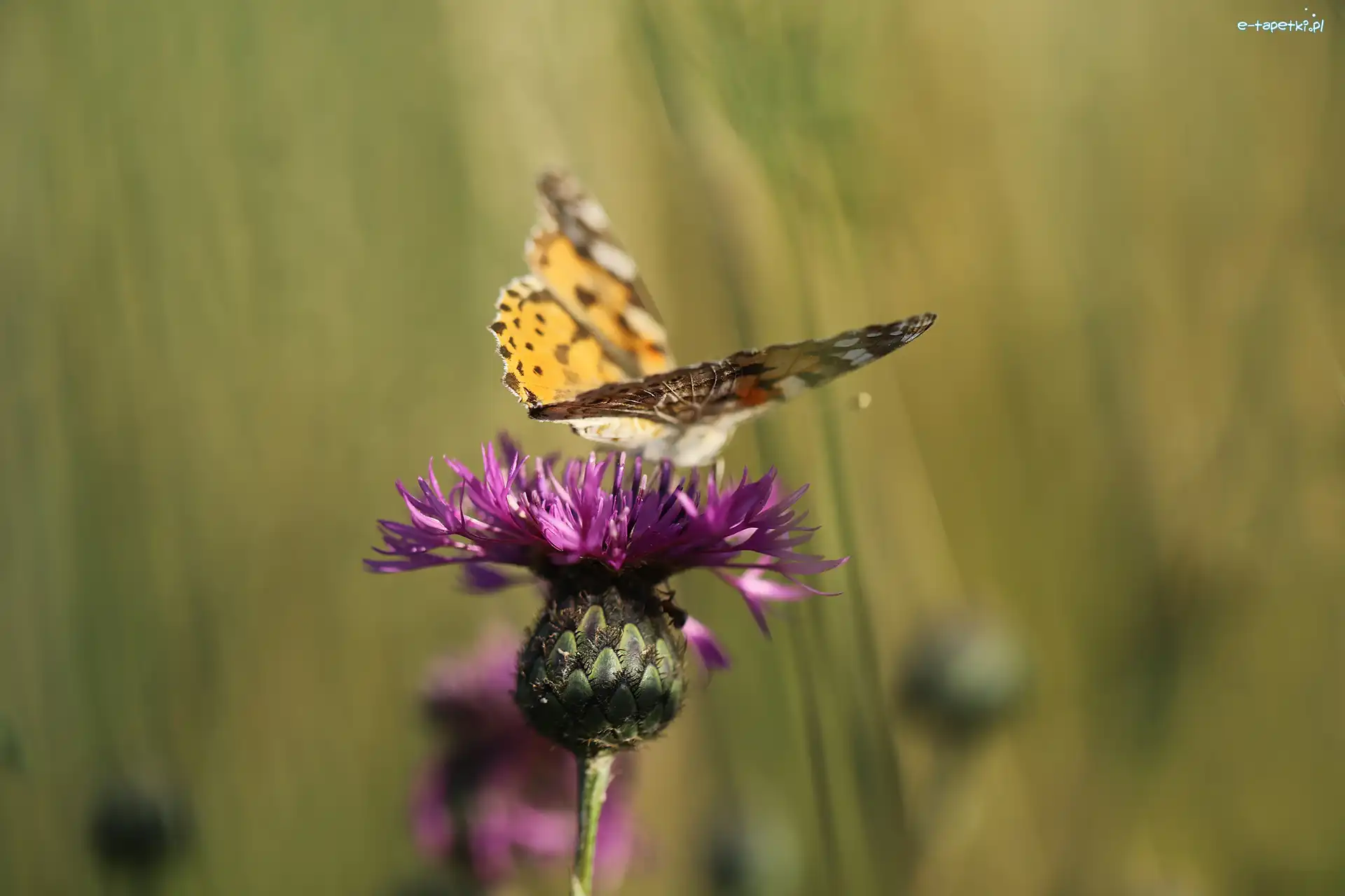 Fioletowy, Motyl, Kwiat, Chaber driakiewnik