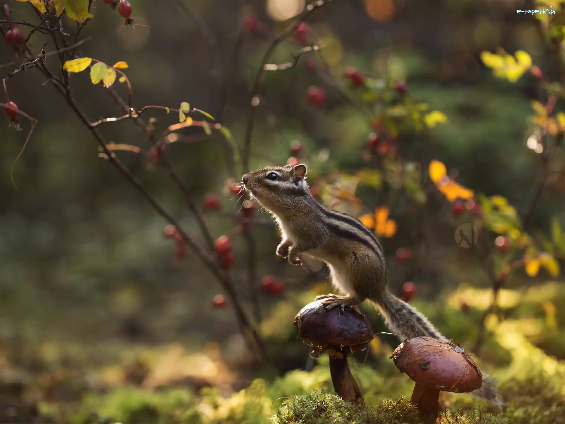 Chipmunk, Gałązki, Grzyby, Pręgowiec