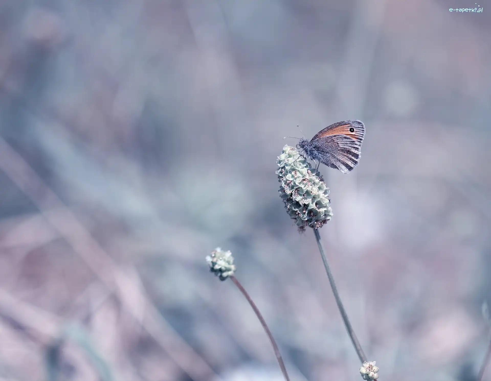 Roślina, Strzępotek ruczajnik, Motyl