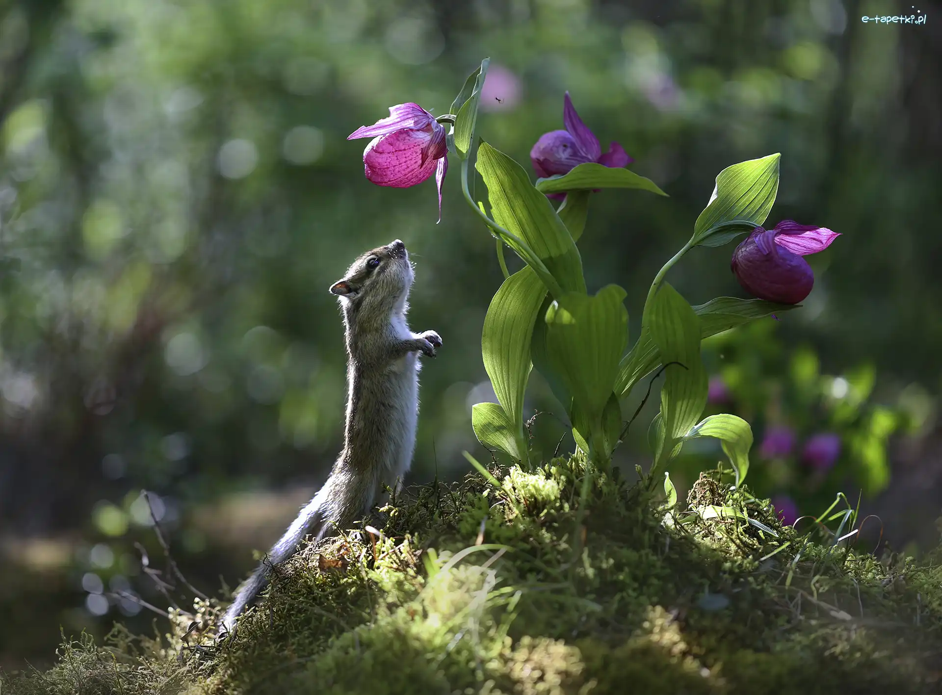Chipmunk, Liście, Pręgowiec, Światło, Kwiaty, Fioletowe