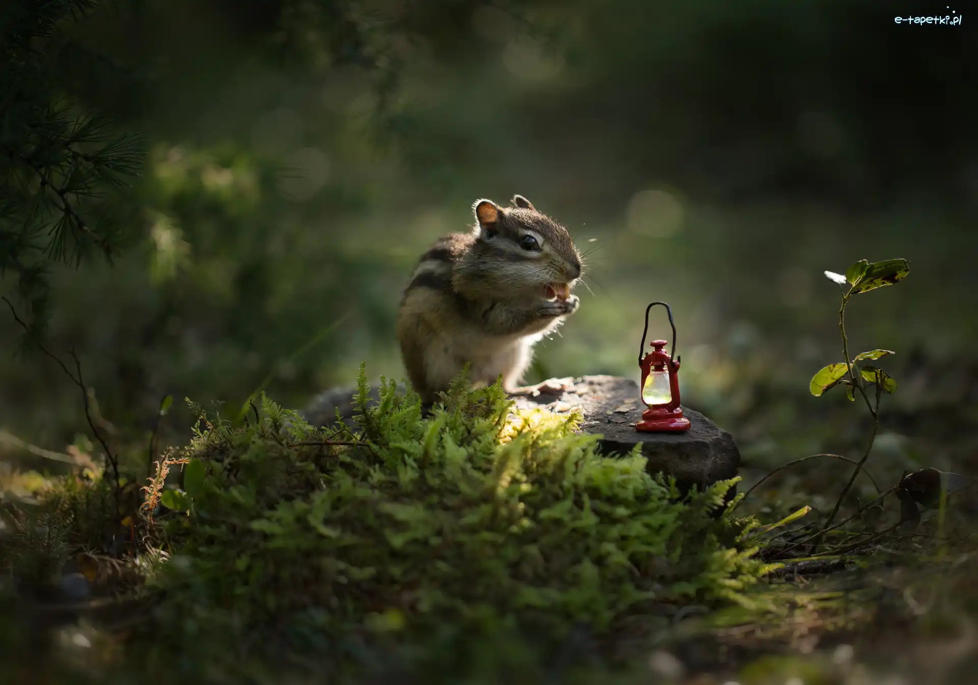 Mech, Lampka naftowa, Kamienie, Światło, Chipmunk, Pręgowiec
