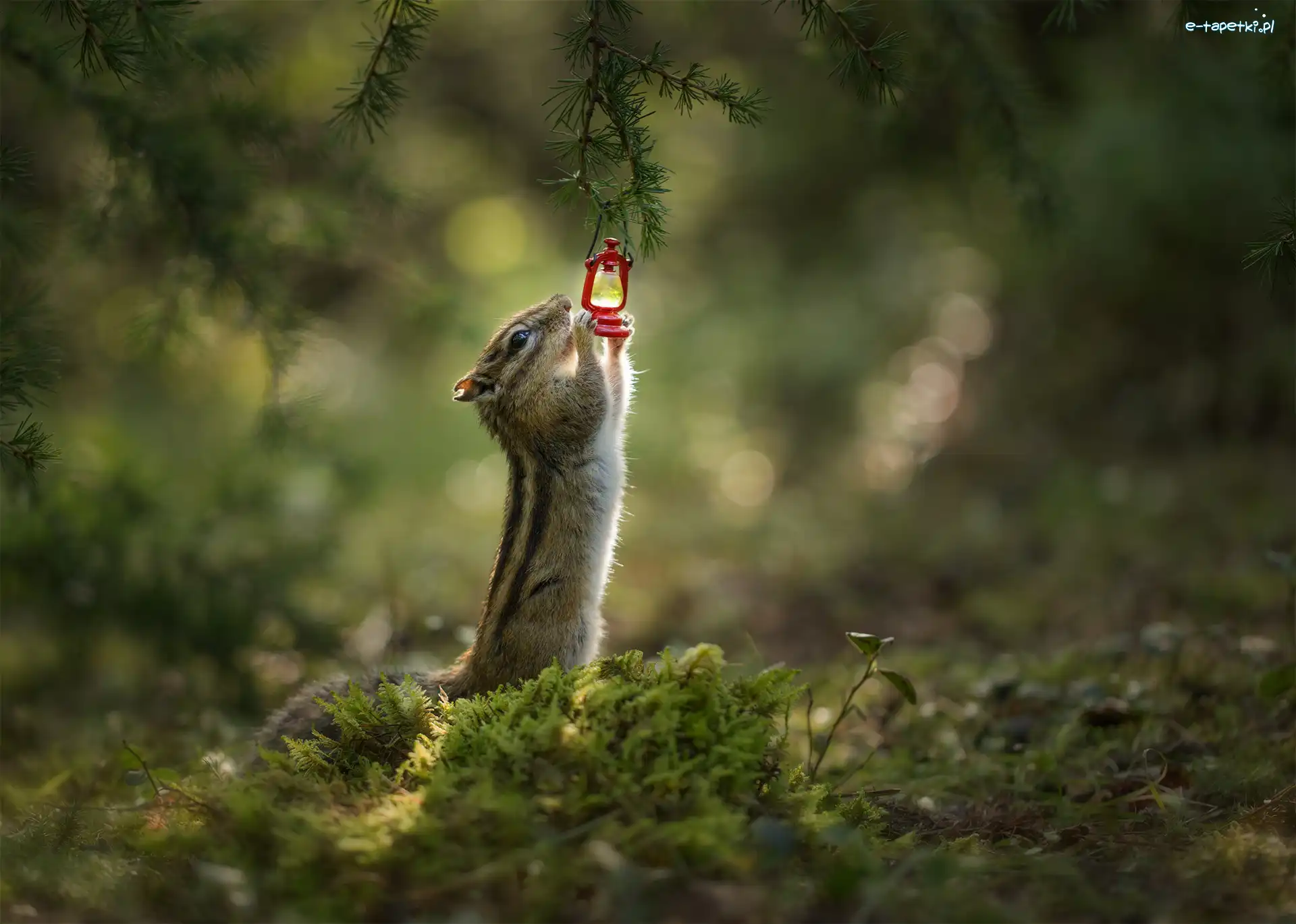 Pręgowiec, Lampka naftowa, Chipmunk, Światło, Gałązka