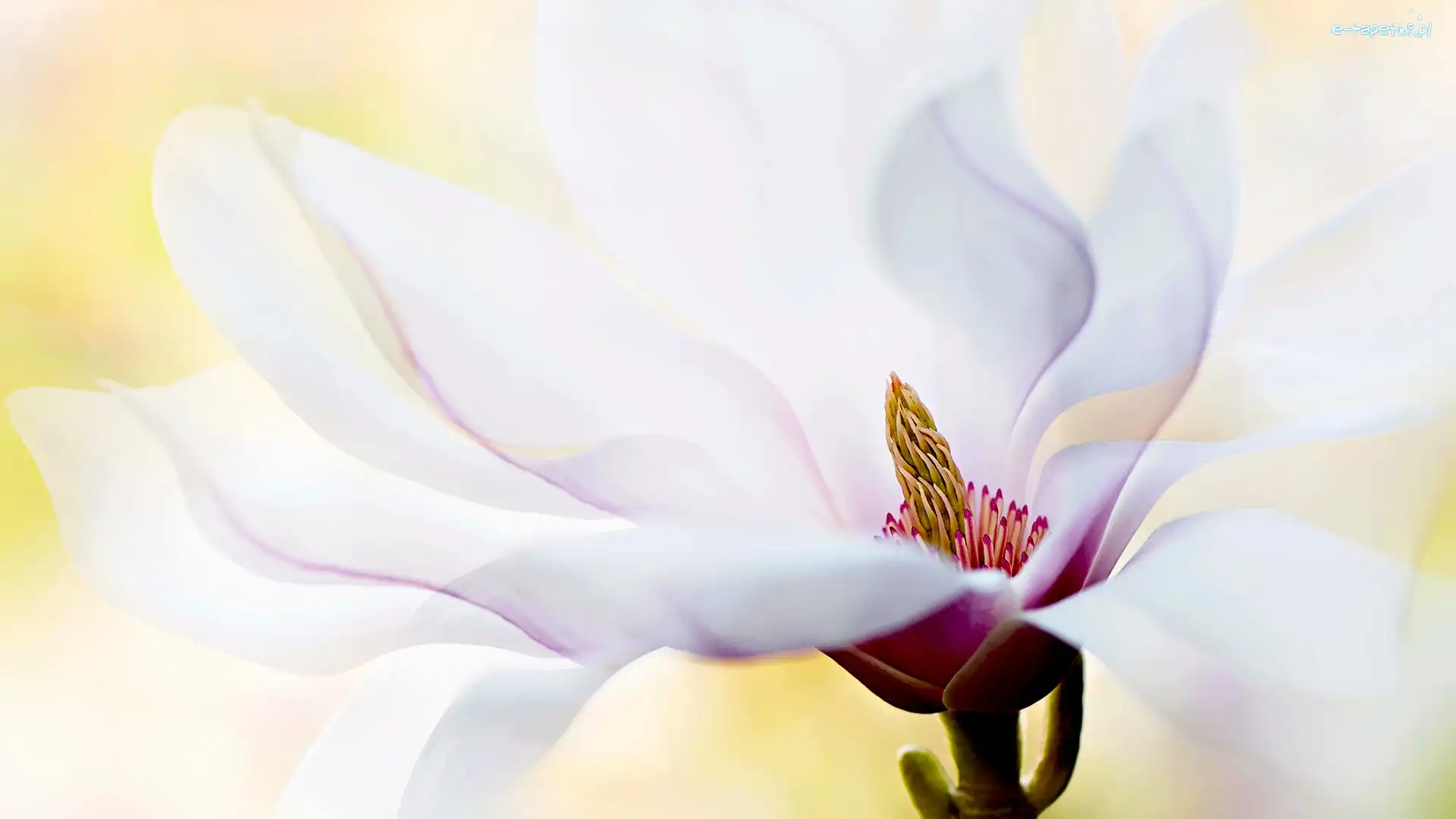 Jasnoróżowa, Makro, Magnolia, Kwiat