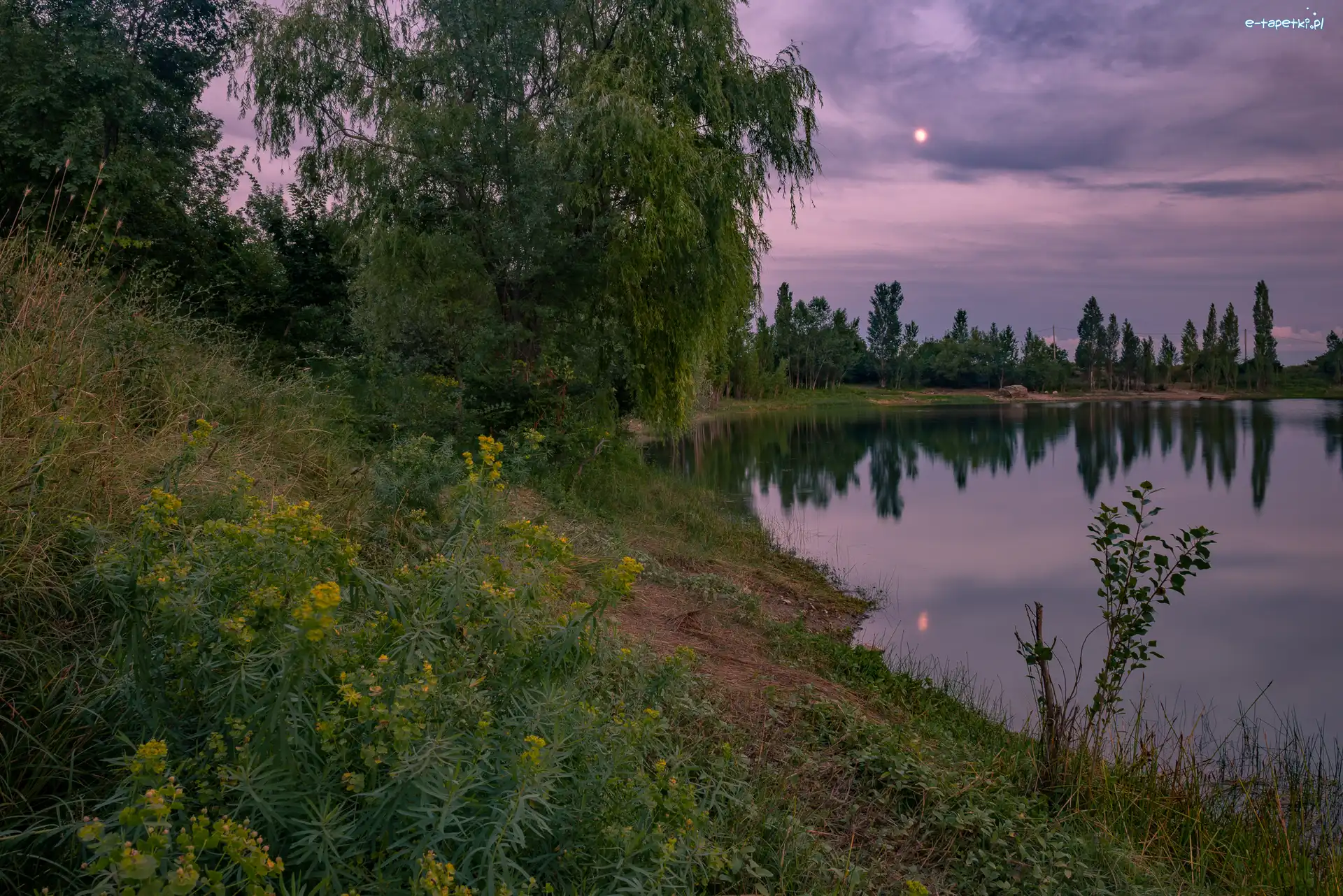 Księżyc, Drzewa, Kwiaty, Las, Jezioro, Noc, Brzeg
