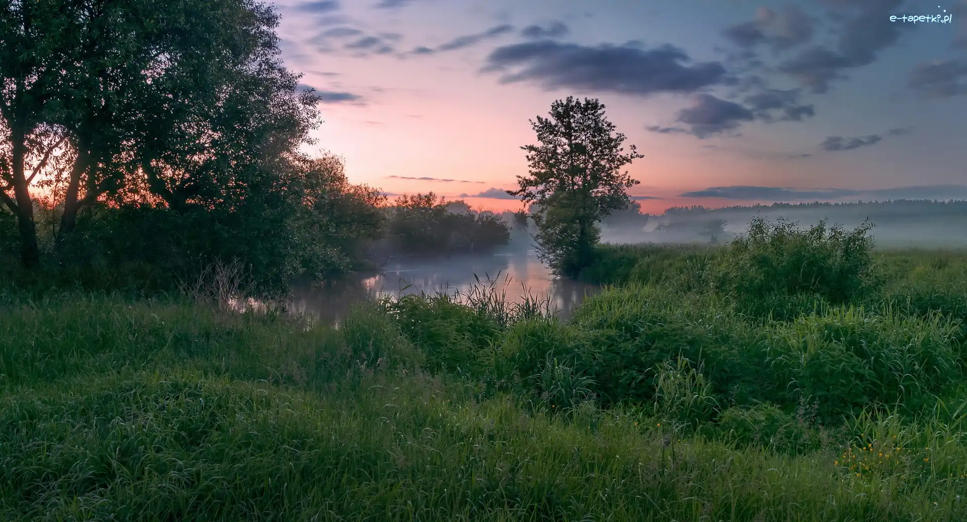 Świt, Jezioro, Mgła, Drzewa, Zarośla