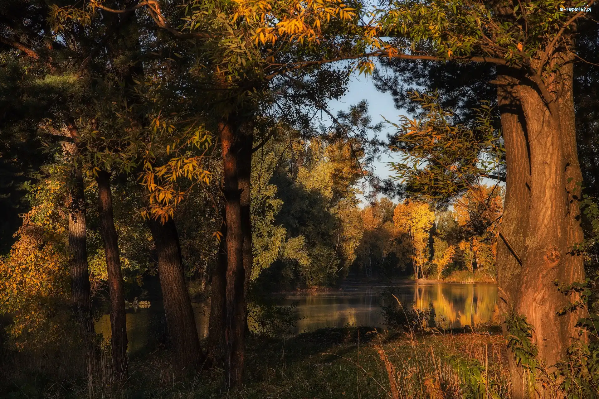 Jezioro, Drzewa, Las, Dzień, Słoneczny