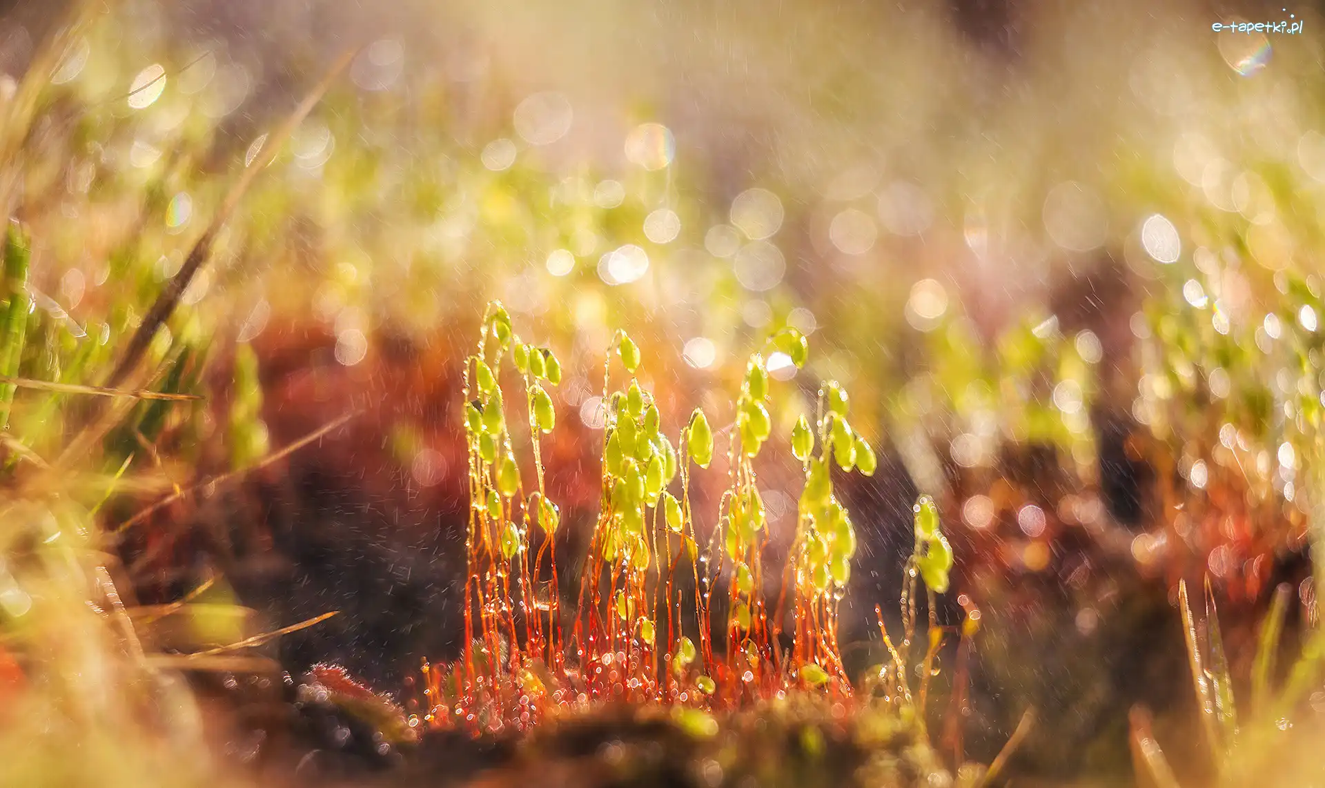 Krople, Makro, Bokeh, Rośliny