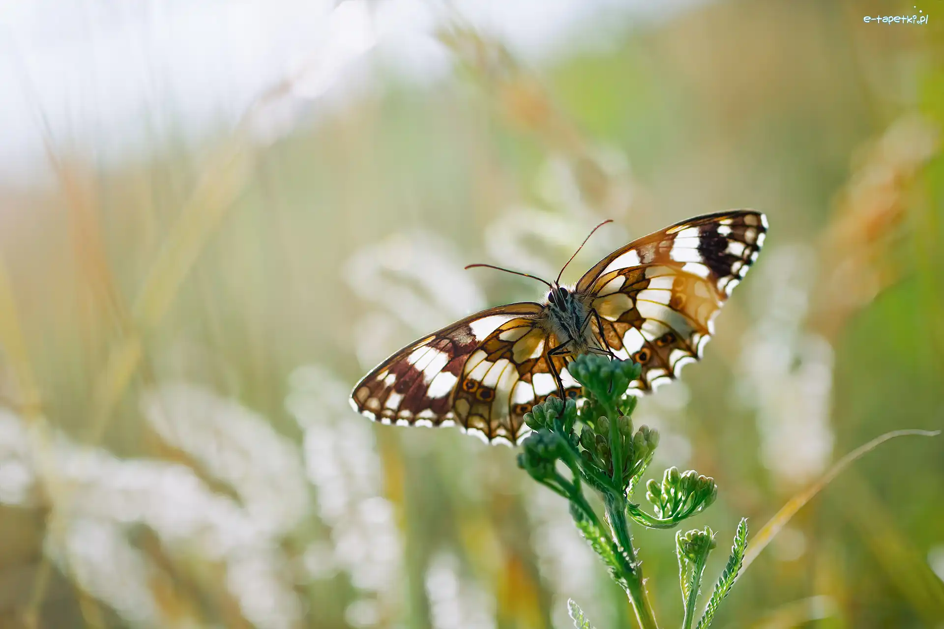 Motyl, Roślina, Zielona, Tło, Rozmyte