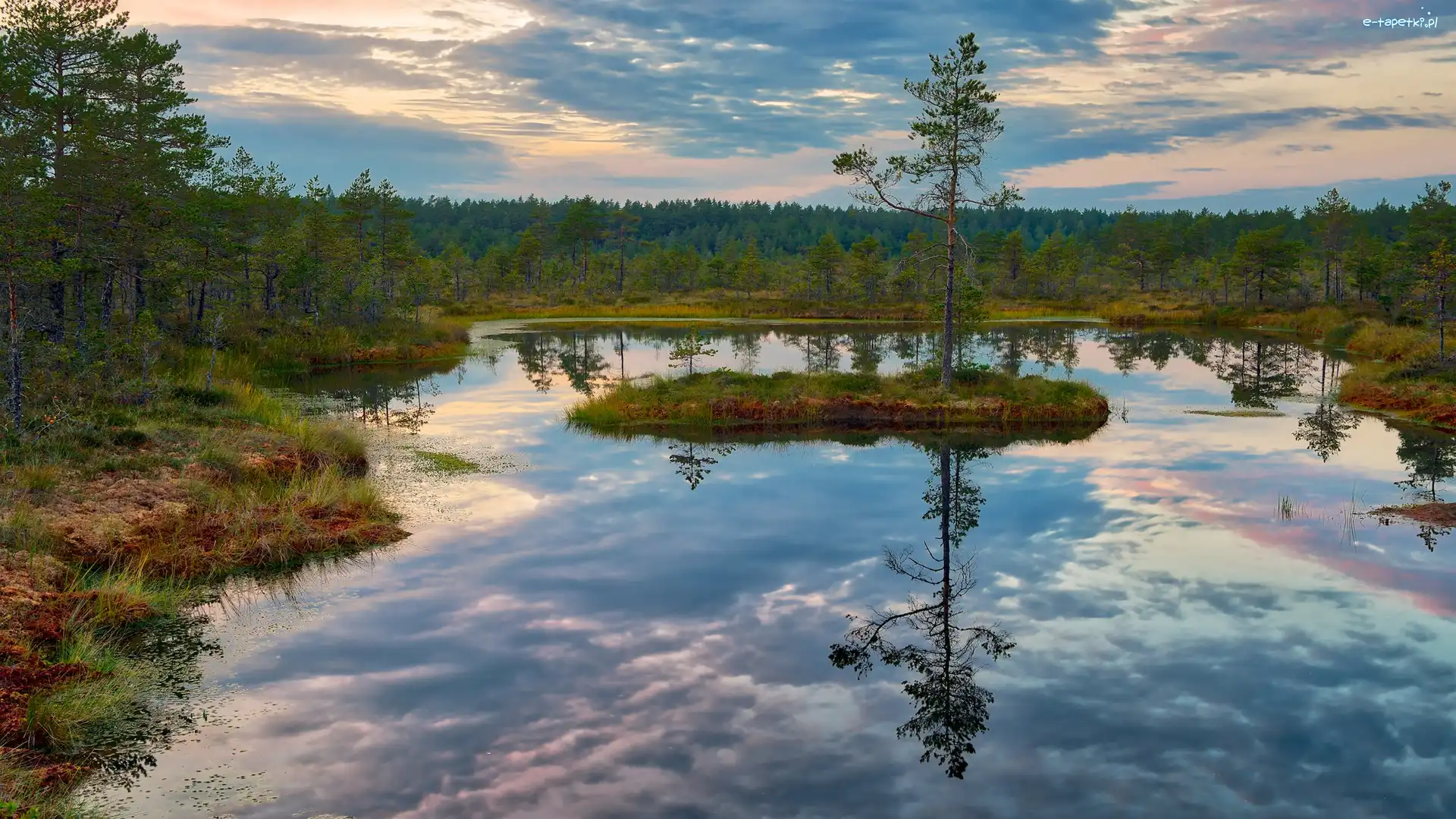 Torfowisko, Drzewo, Estonia, Park Narodowy Lahemaa, Lasy, Bagna, Viru raba, Wysepka