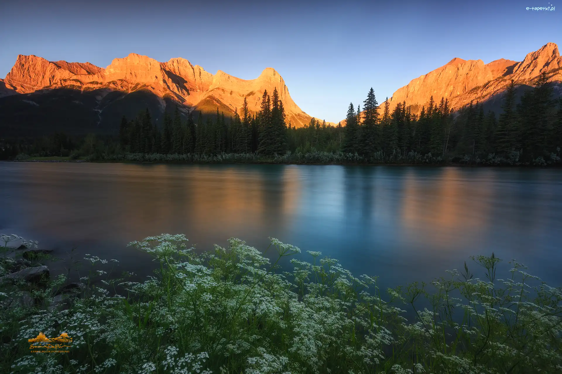 Las, Canadian Rockies, Kanada, Alberta, Rzeka Bow, Drzewa, Roślinność, Góry