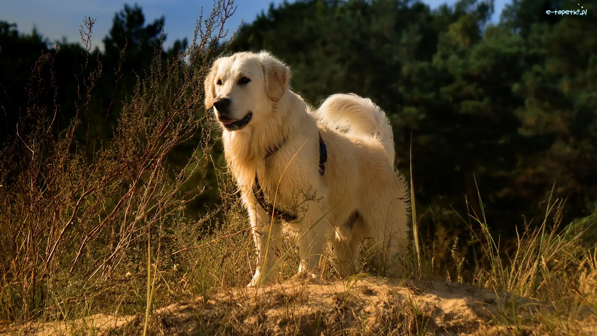 Pies, Szelki, Golden retriever, Rośliny, Trawa