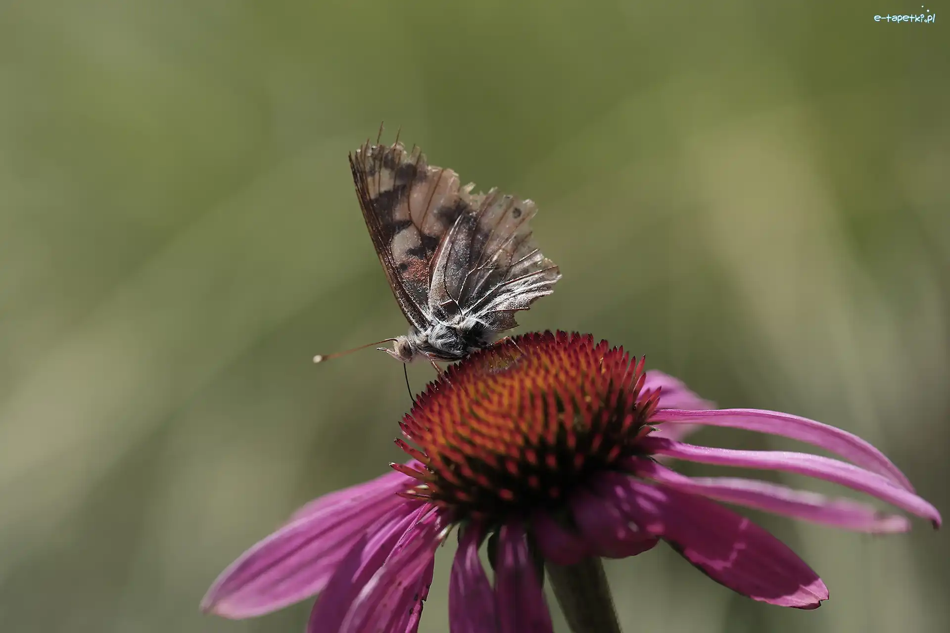 Motyl, Jeżówka, Kwiat, Postrzępiony