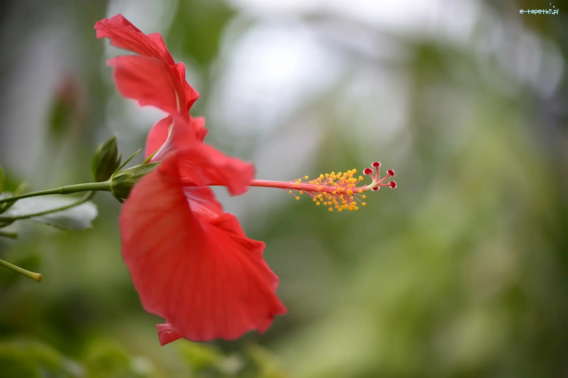 Kwiat, Zbliżenie, Hibiskus, Czerwony