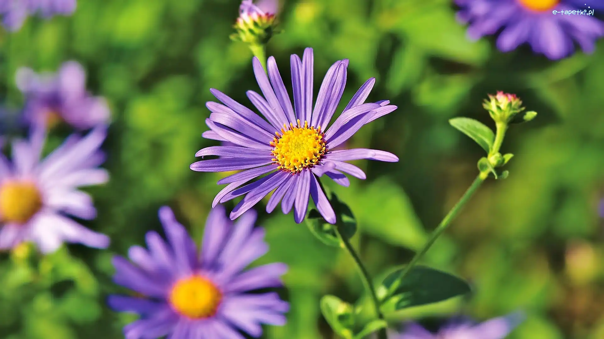 Pąki, Aster, Kwiat