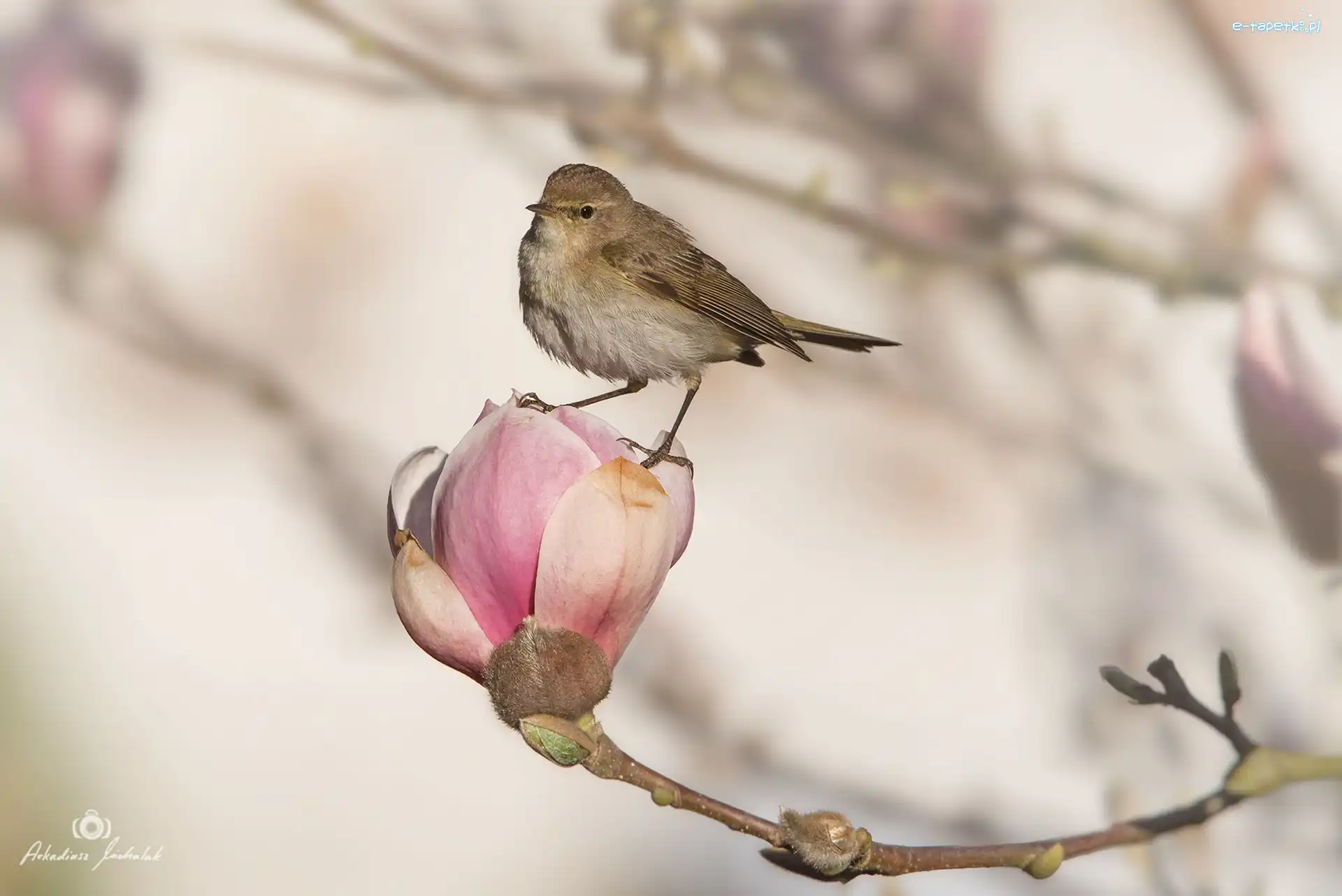 Kwiat, Pąk, Magnolia, Ptak