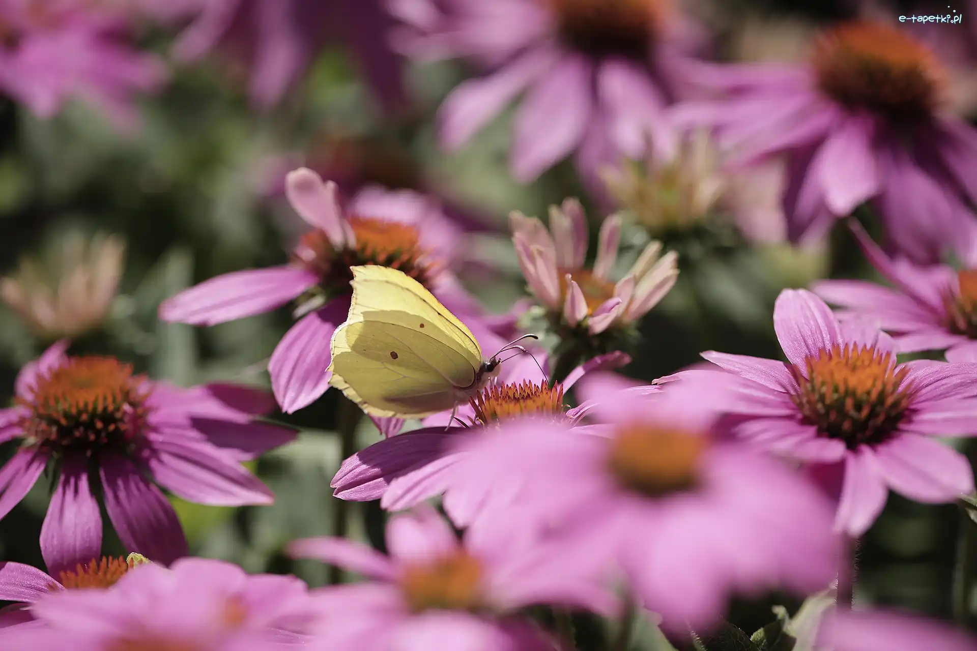 Latolistek cytrynek, Jeżówki, Różowe, Motyl