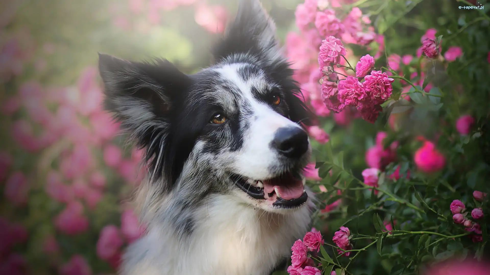 Pies, Różowe, Border collie, Róże, Kwiaty
