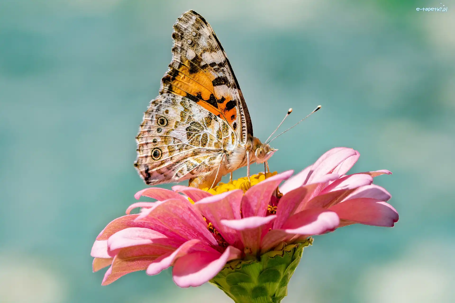 Motyl, Kwiat, Rusałka osetnik, Cynia, Różowa
