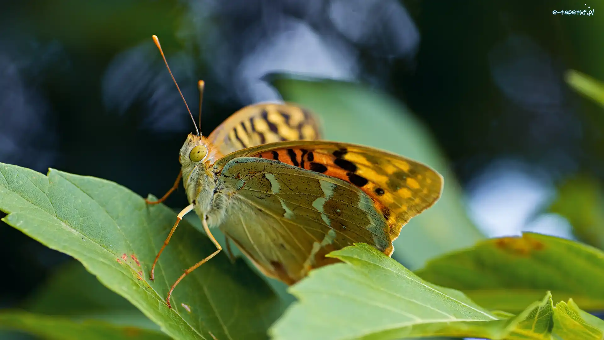 Liście, Dostojka pandora, Motyl
