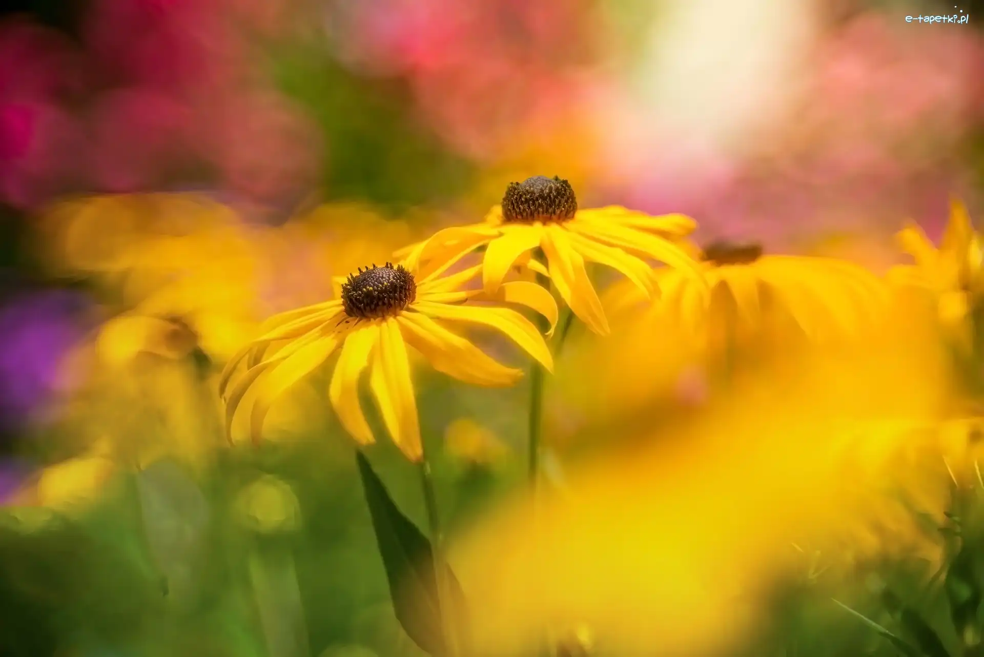 Kwiaty, Zbliżenie, Rudbekie, Żółte