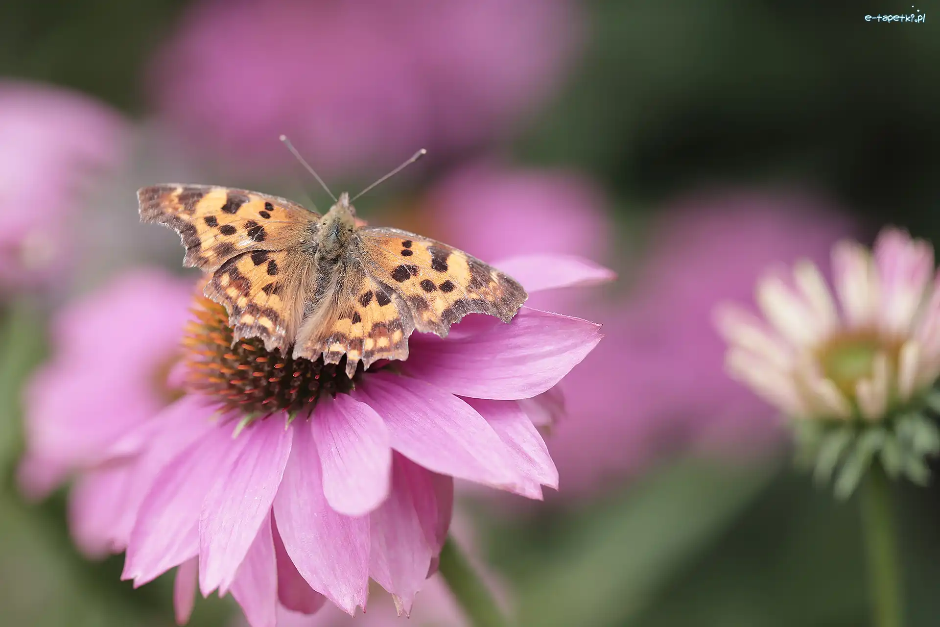 Rusałka ceik, Kwiat, Jeżówka, Motyl