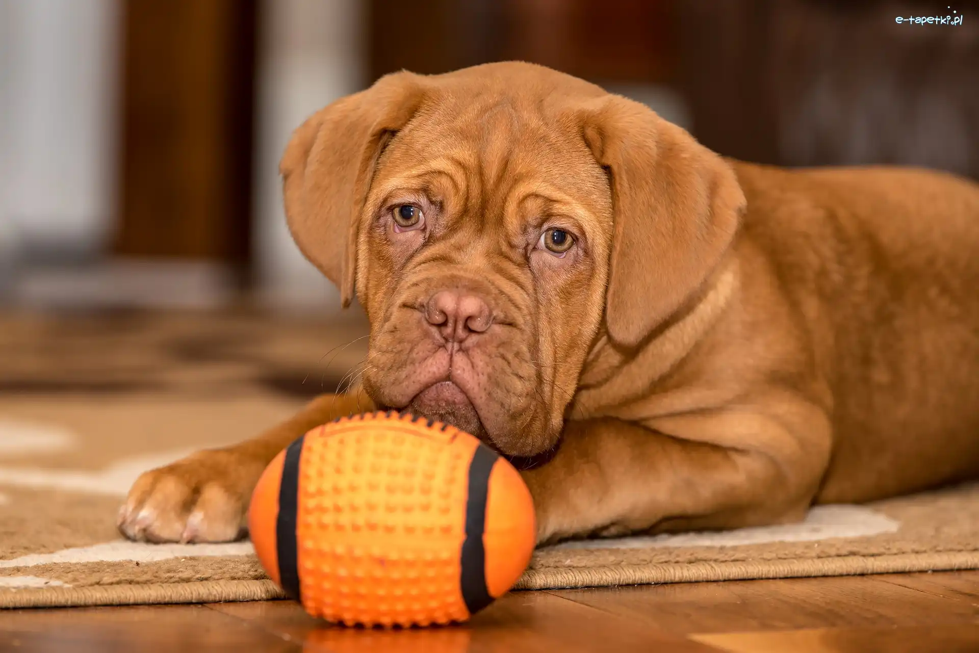 Szczeniak, Zabawka, Dog de Bordeaux, Pies