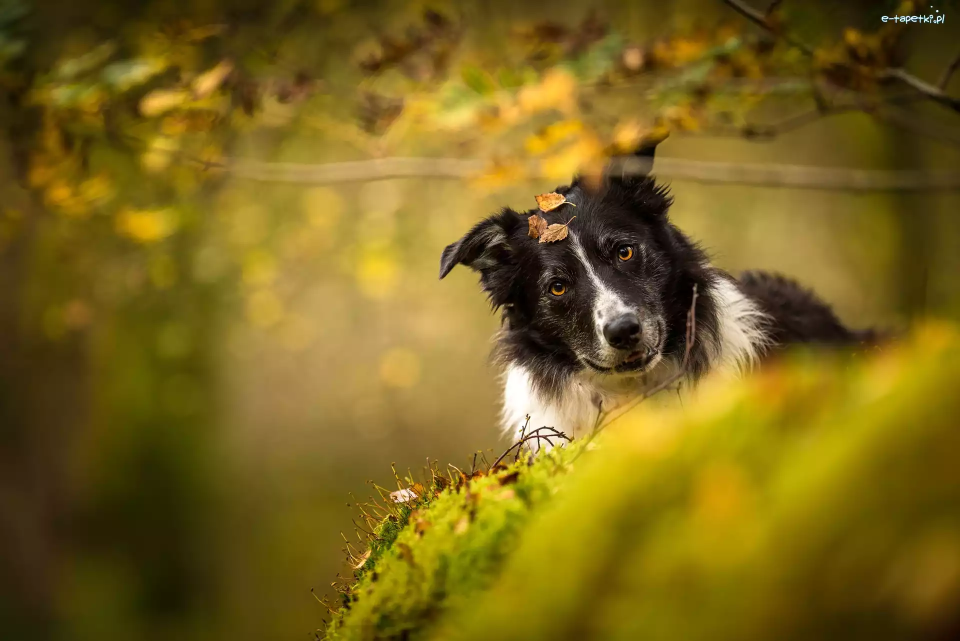 Czarno-biały, Liście, Border collie, Pies