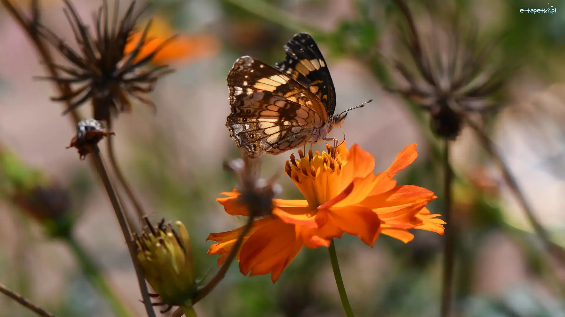 Kwiat, Pomarańczowy, Motyl