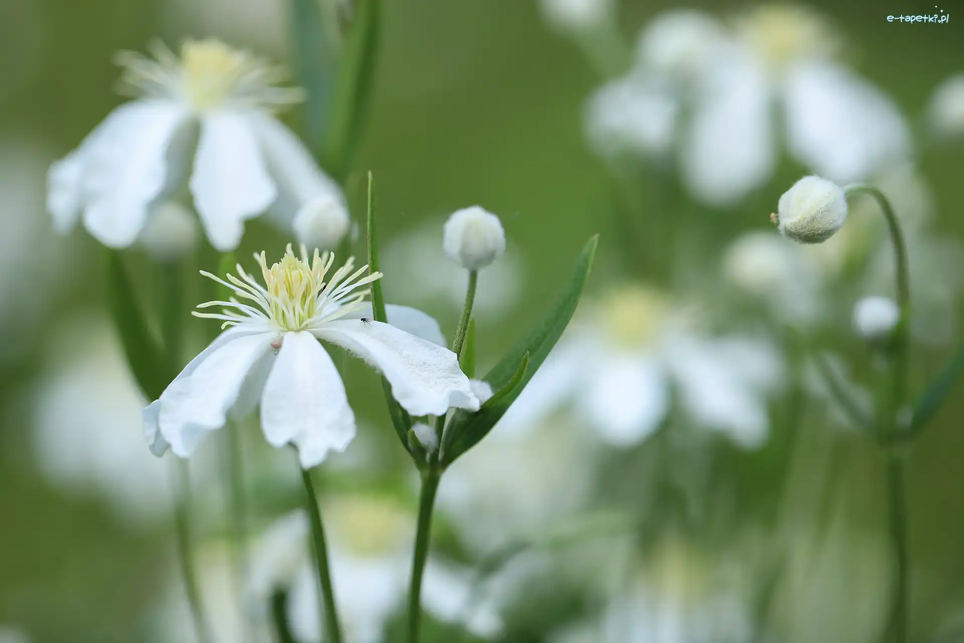 Powojniki pnące, Kwiaty, Clematis Vitalba, Białe