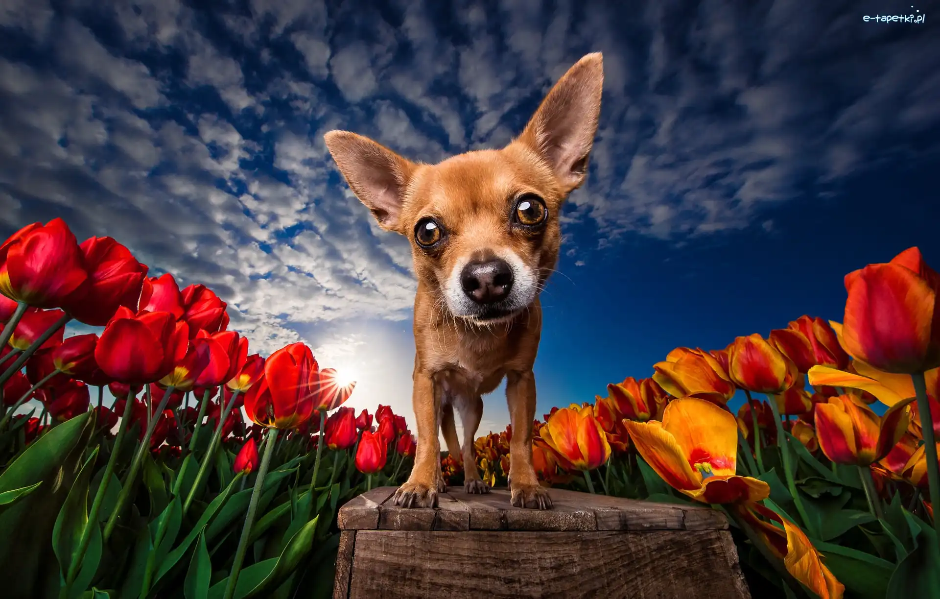 Tulipany, Zbliżenie, Kwiaty, Promienie słońca, Chihuahua, Pies