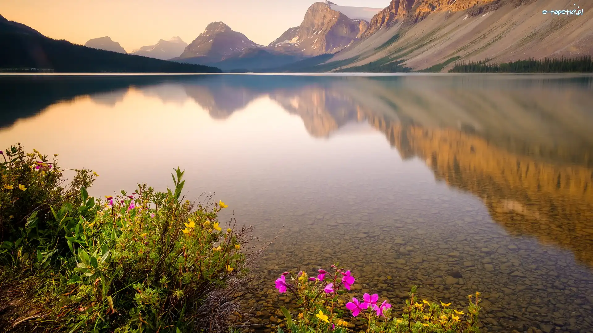 Prowincja Alberta, Kwiaty, Park Narodowy Banff, Kanada, Góry Skaliste, Jezioro Bow Lake