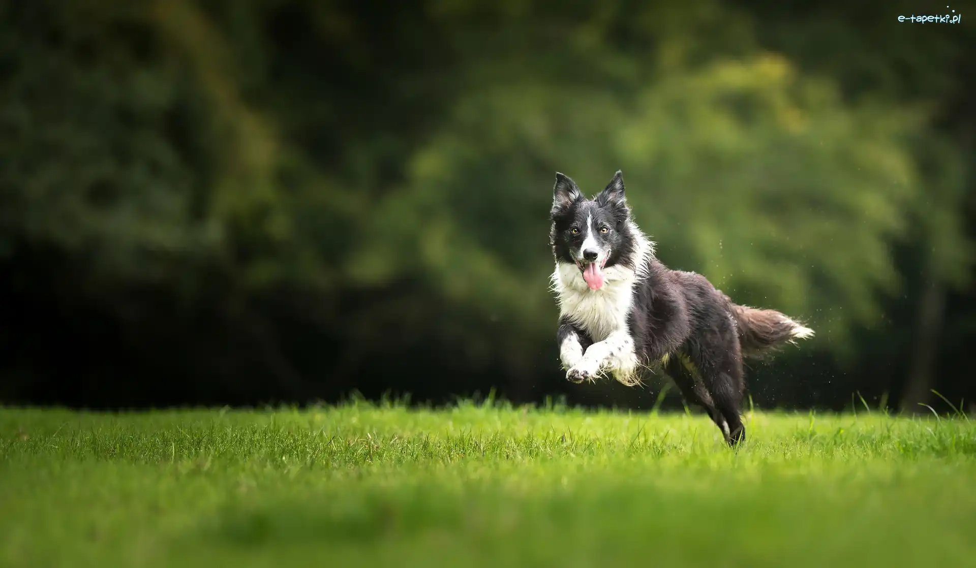 Czarno-biały, Border collie, Pies, Trawa, Bieg